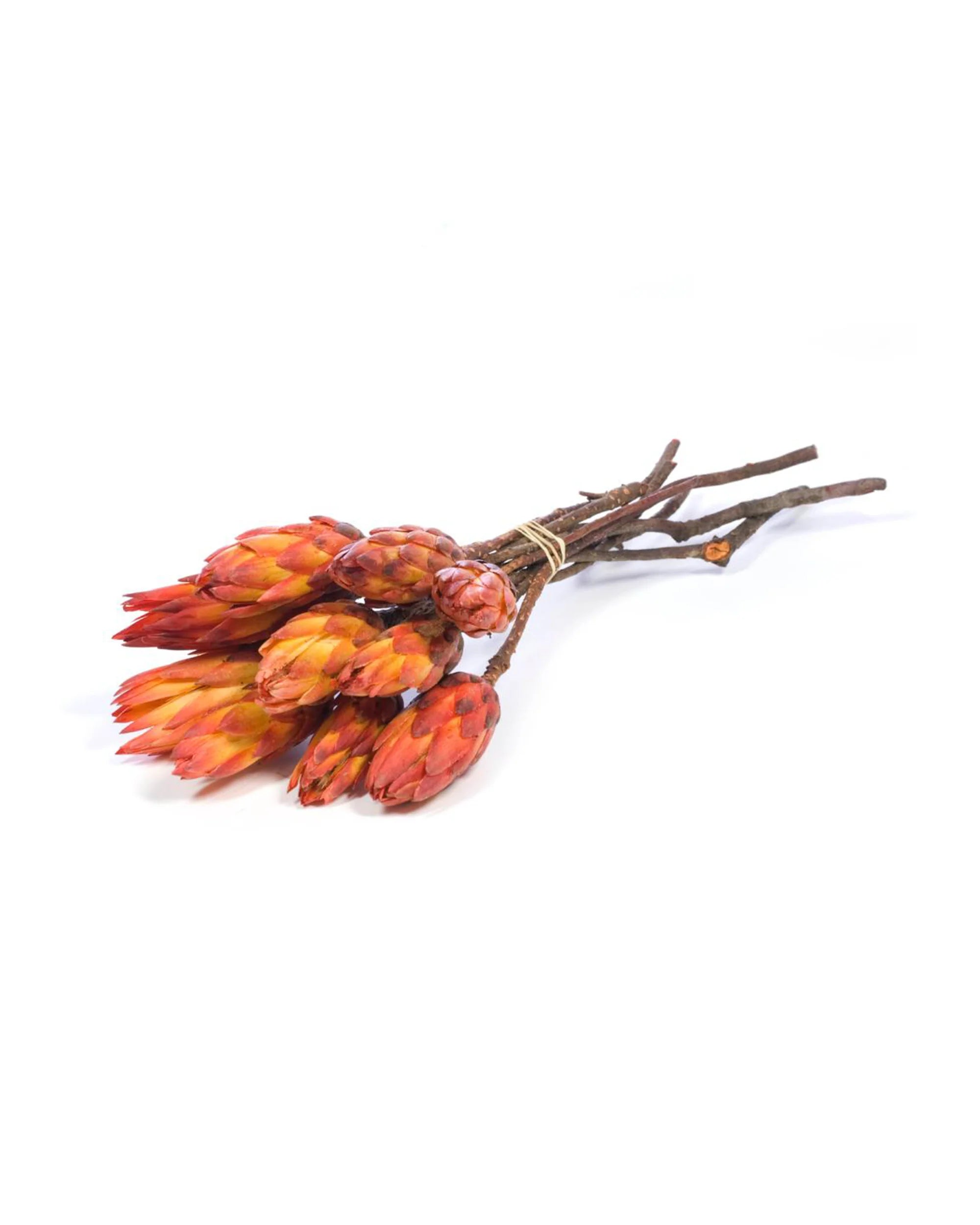 Protea Orange Andrassortering