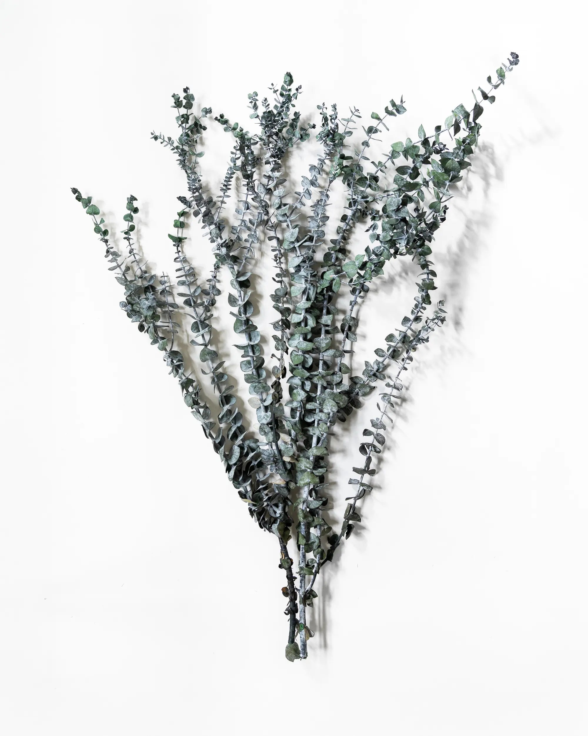 Eukalyptus Små blad