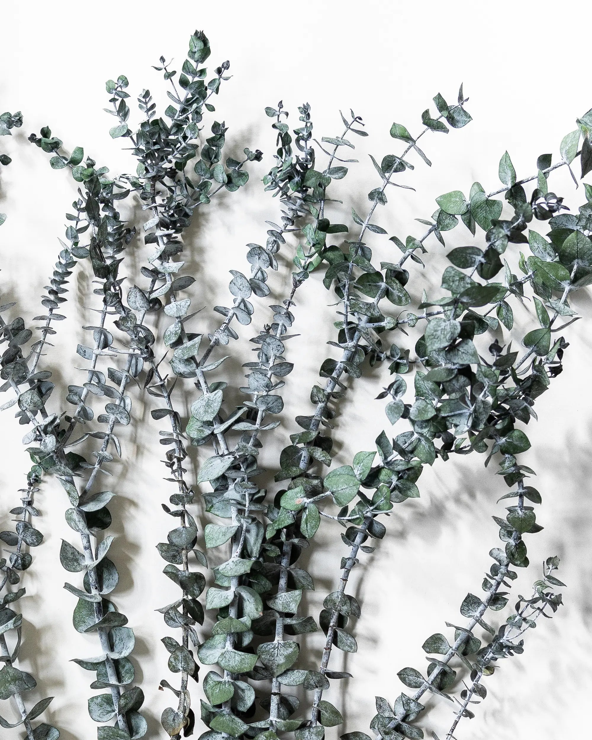 Eukalyptus Små blad