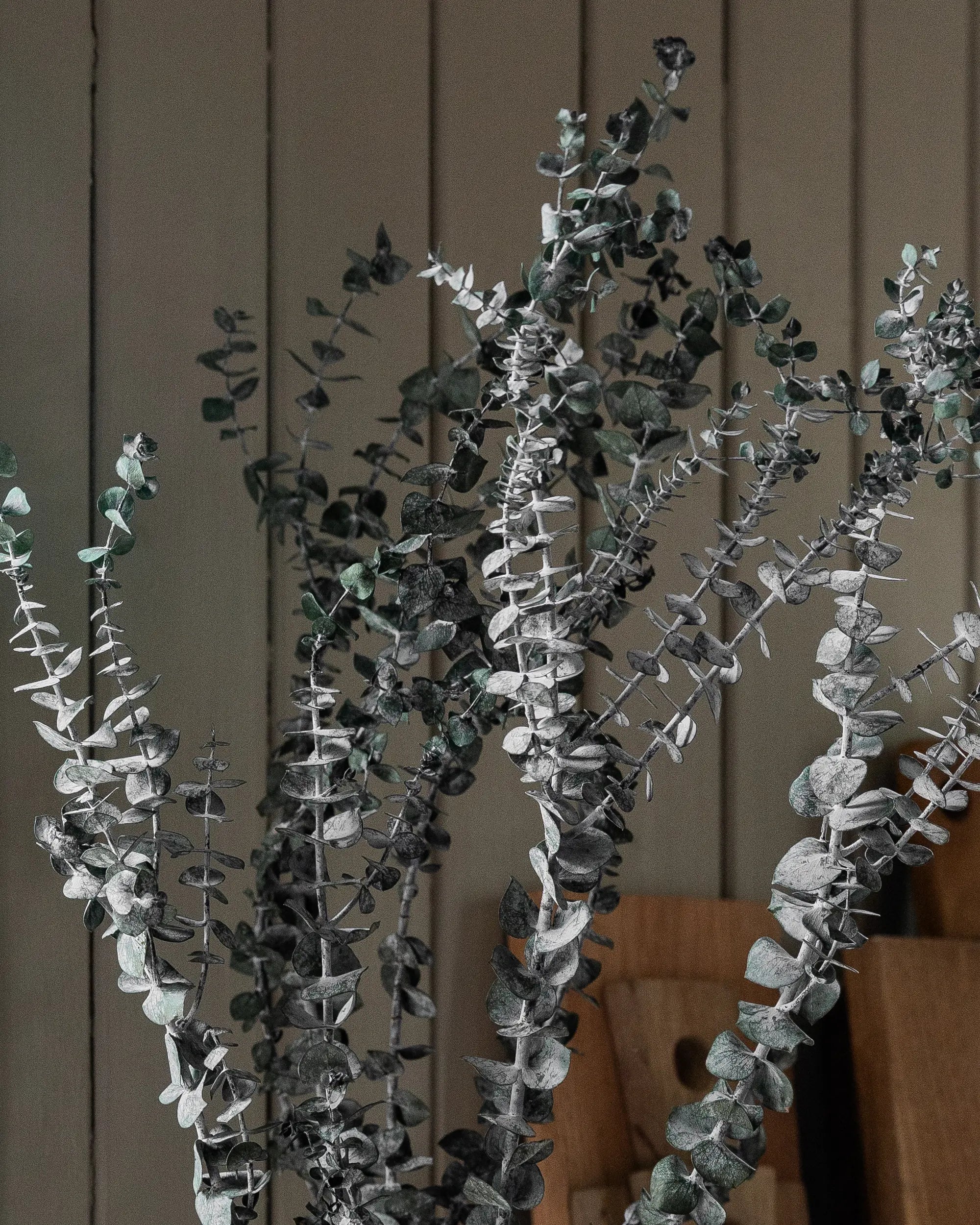 Eukalyptus Små blad