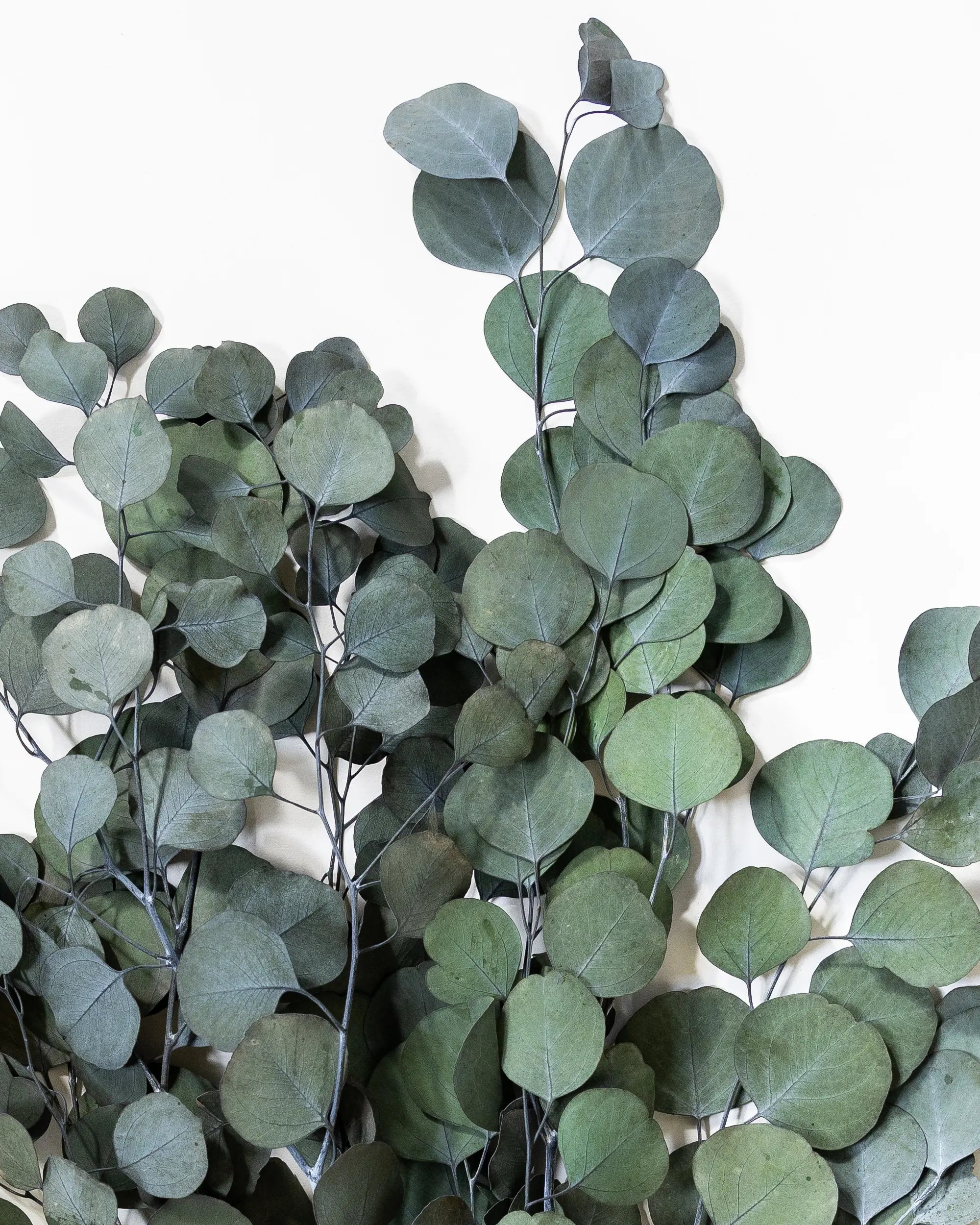Eukalyptus Stora blad