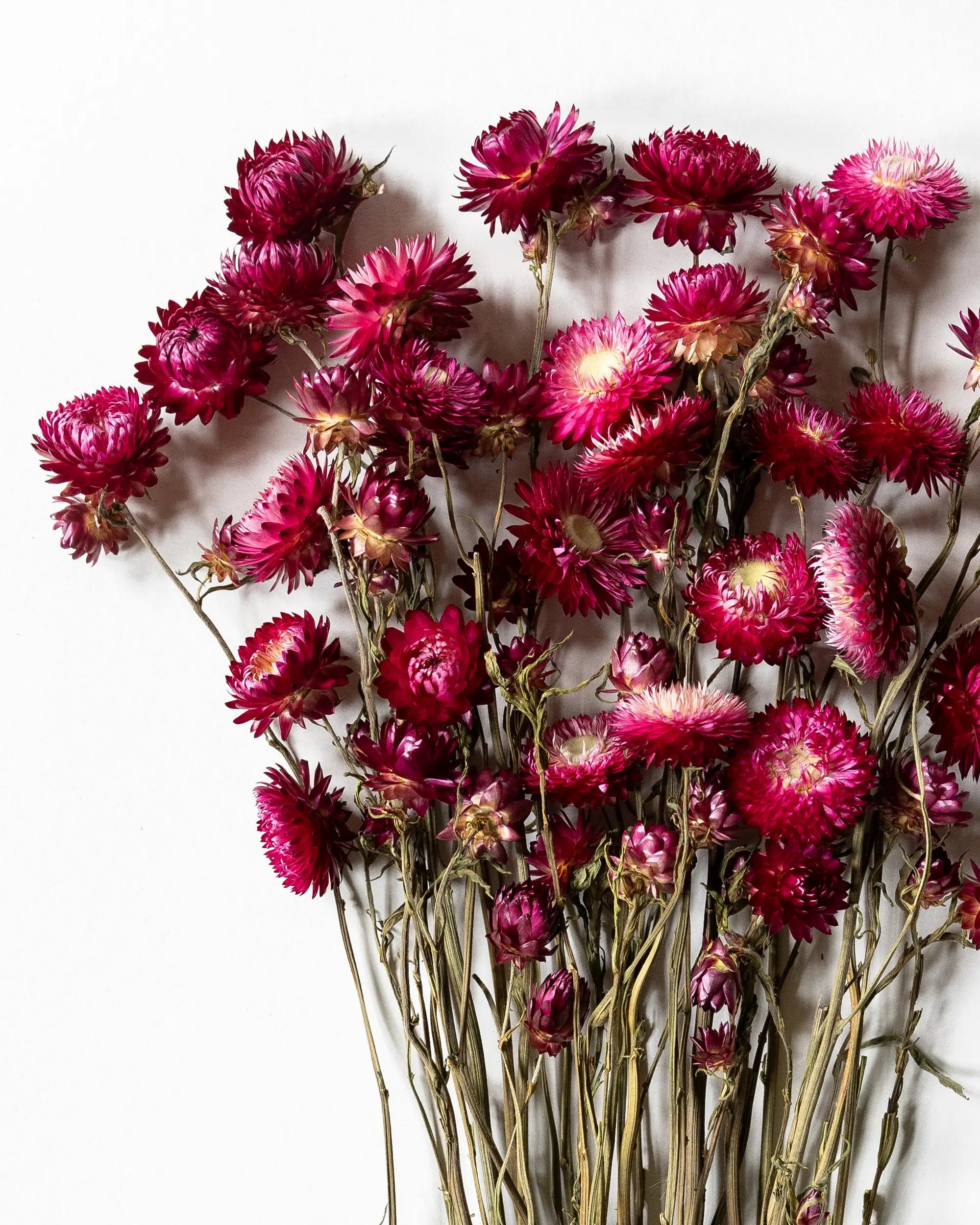 Torkade blommor - Helichrysum Cerise