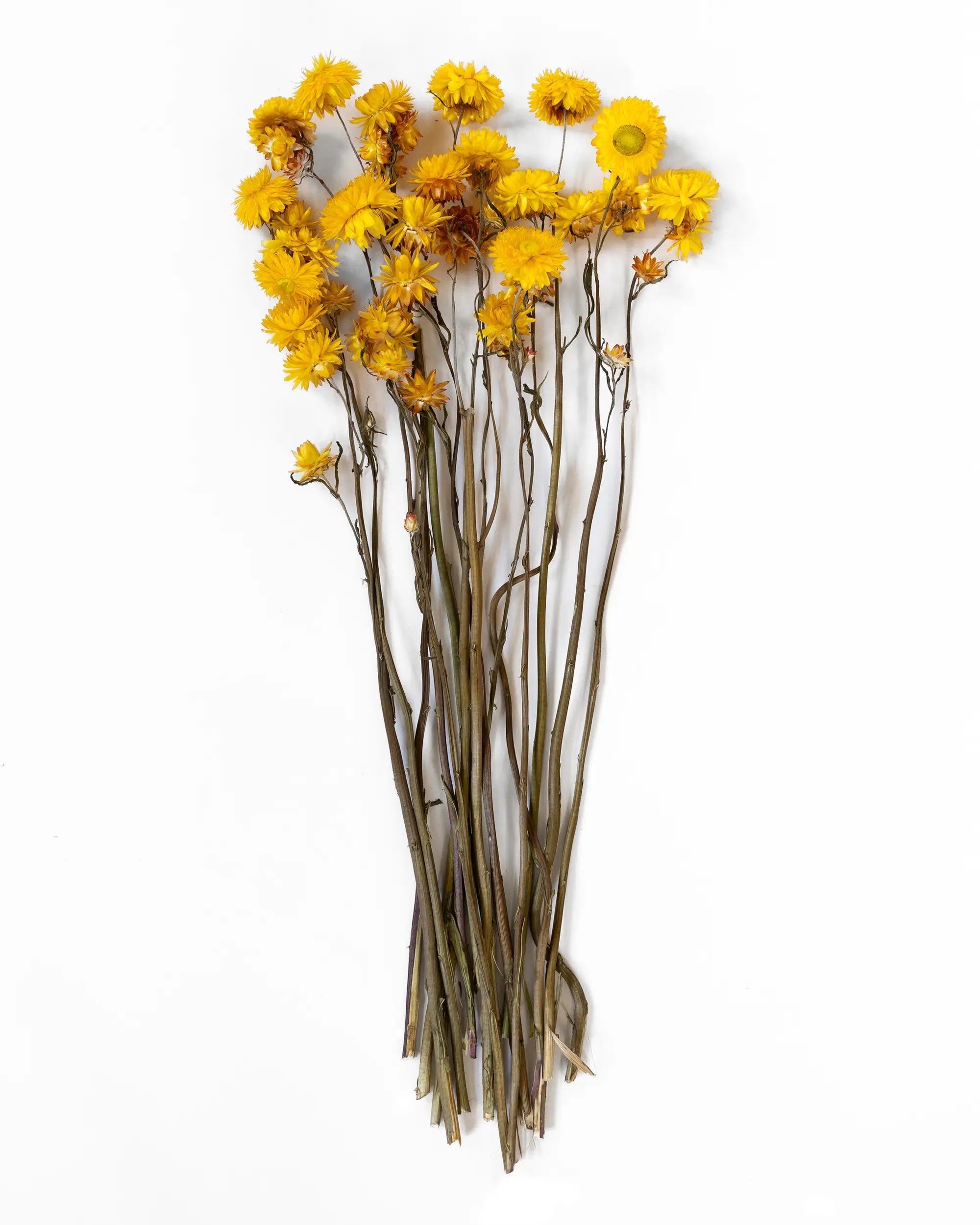 Torkade blommor - Helichrysum Gul