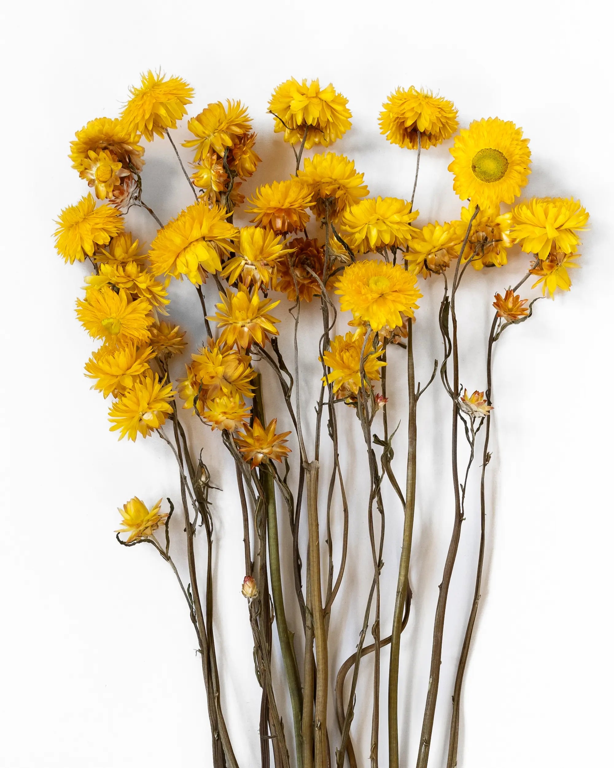 Torkade blommor - Helichrysum Gul