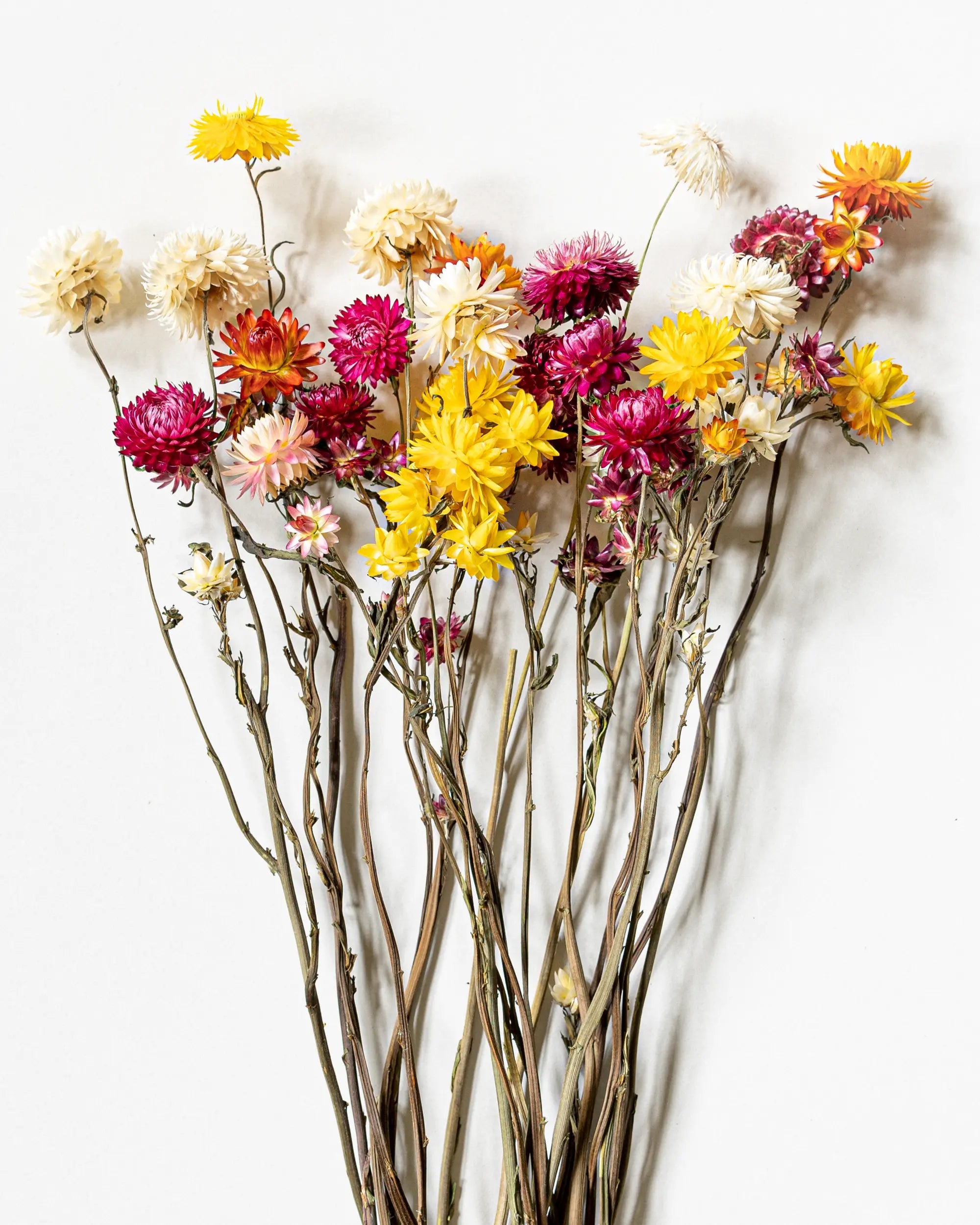 Torkade blommor - Helichrysum Mix