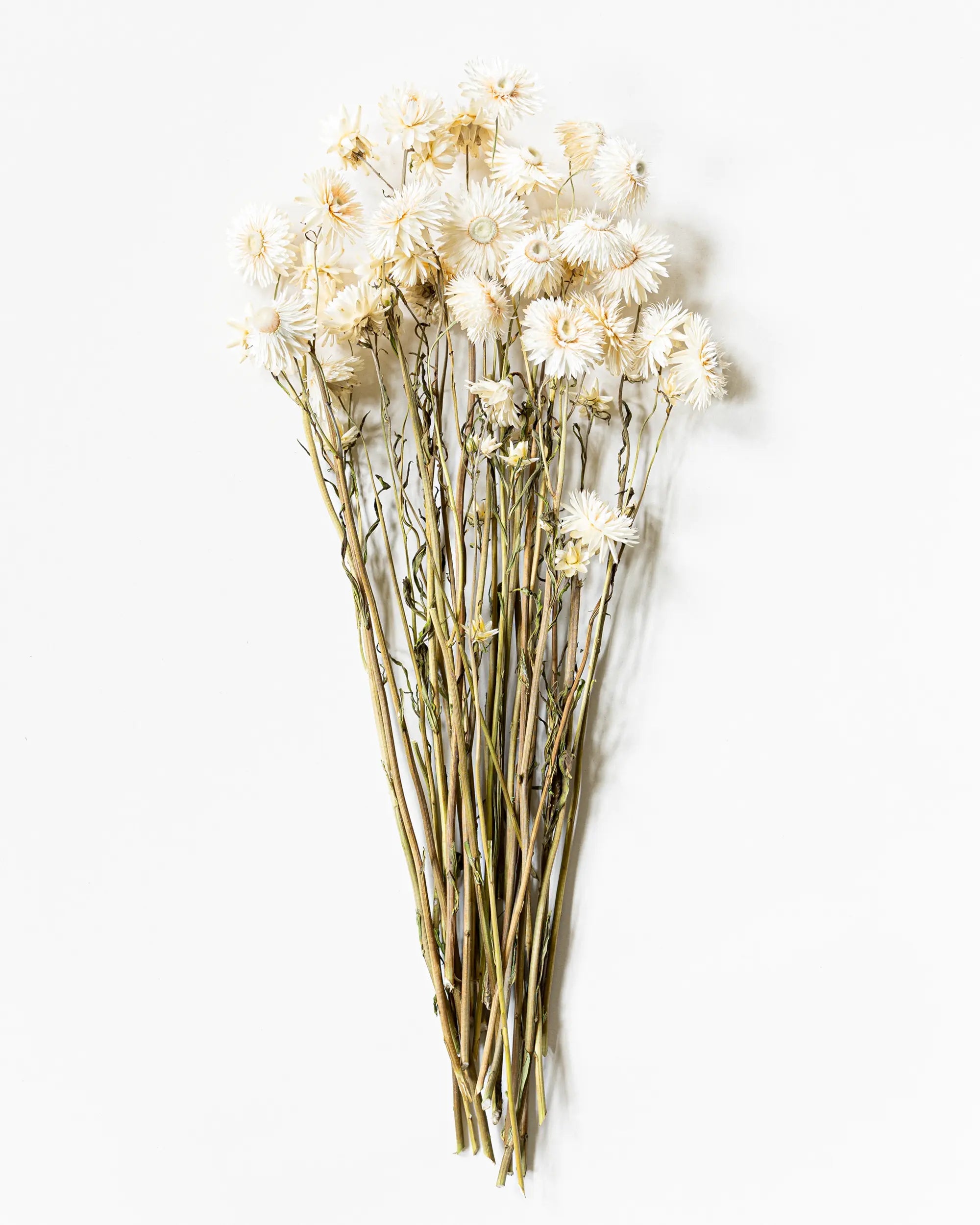 Torkade blommor - Helichrysum Vit