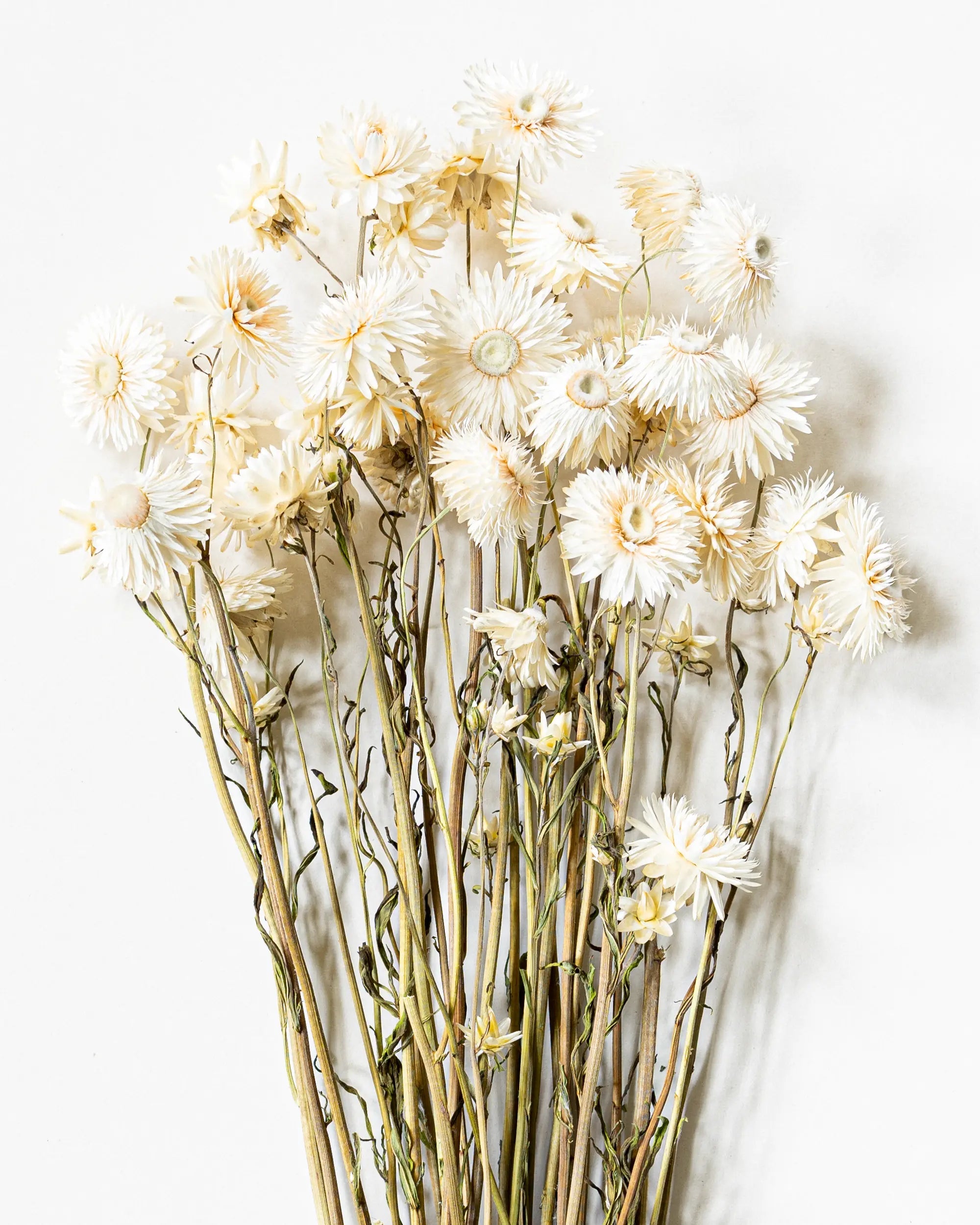 Torkade blommor - Helichrysum Vit