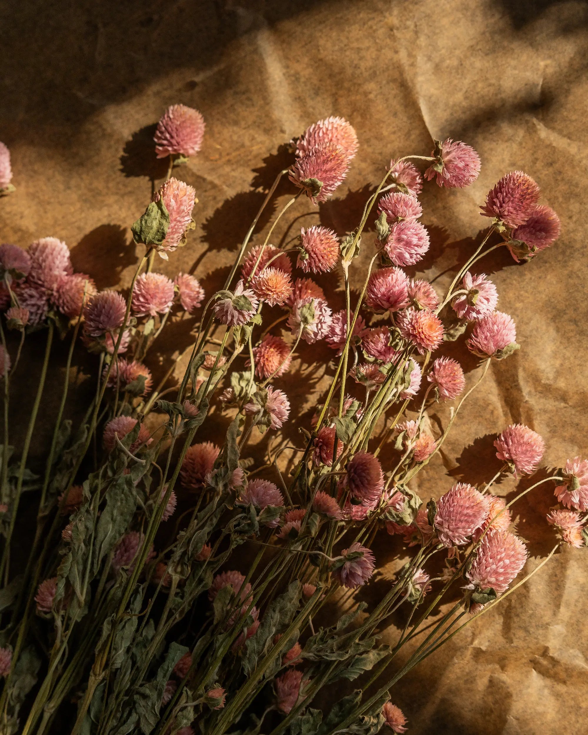 Torkade blommor - Klotamarant Rosa