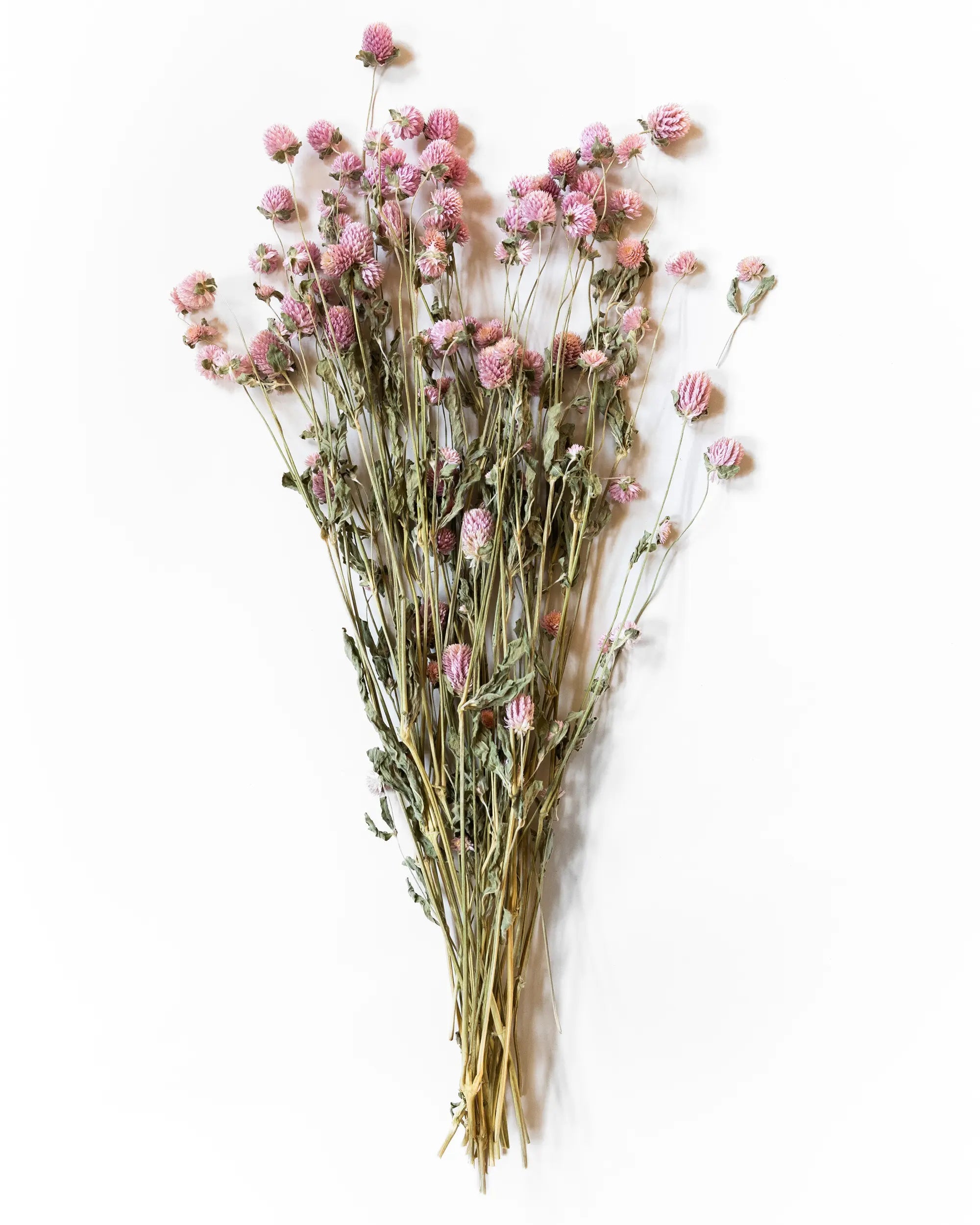 Torkade blommor - Klotamarant Rosa