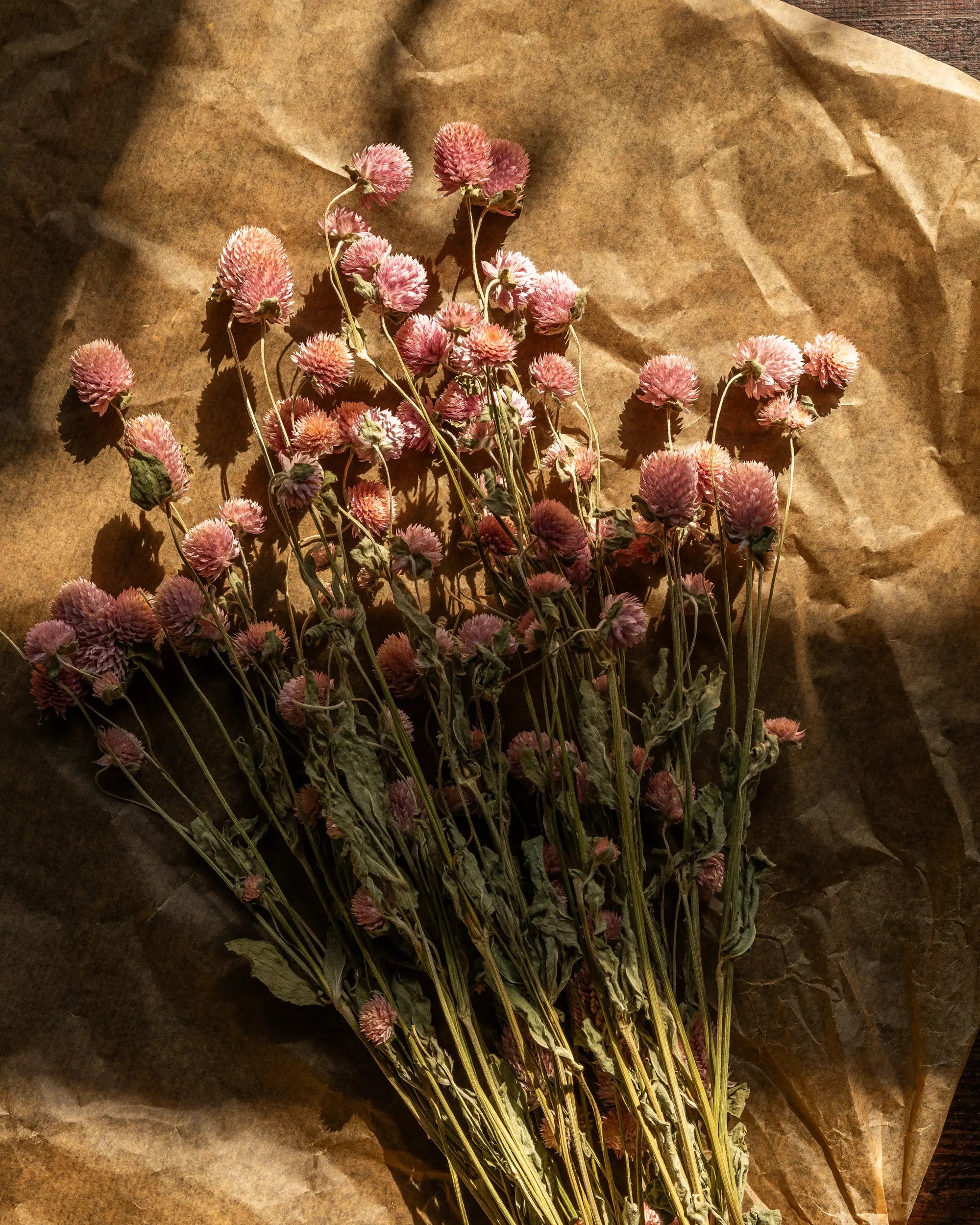 Torkade blommor - Klotamarant Rosa