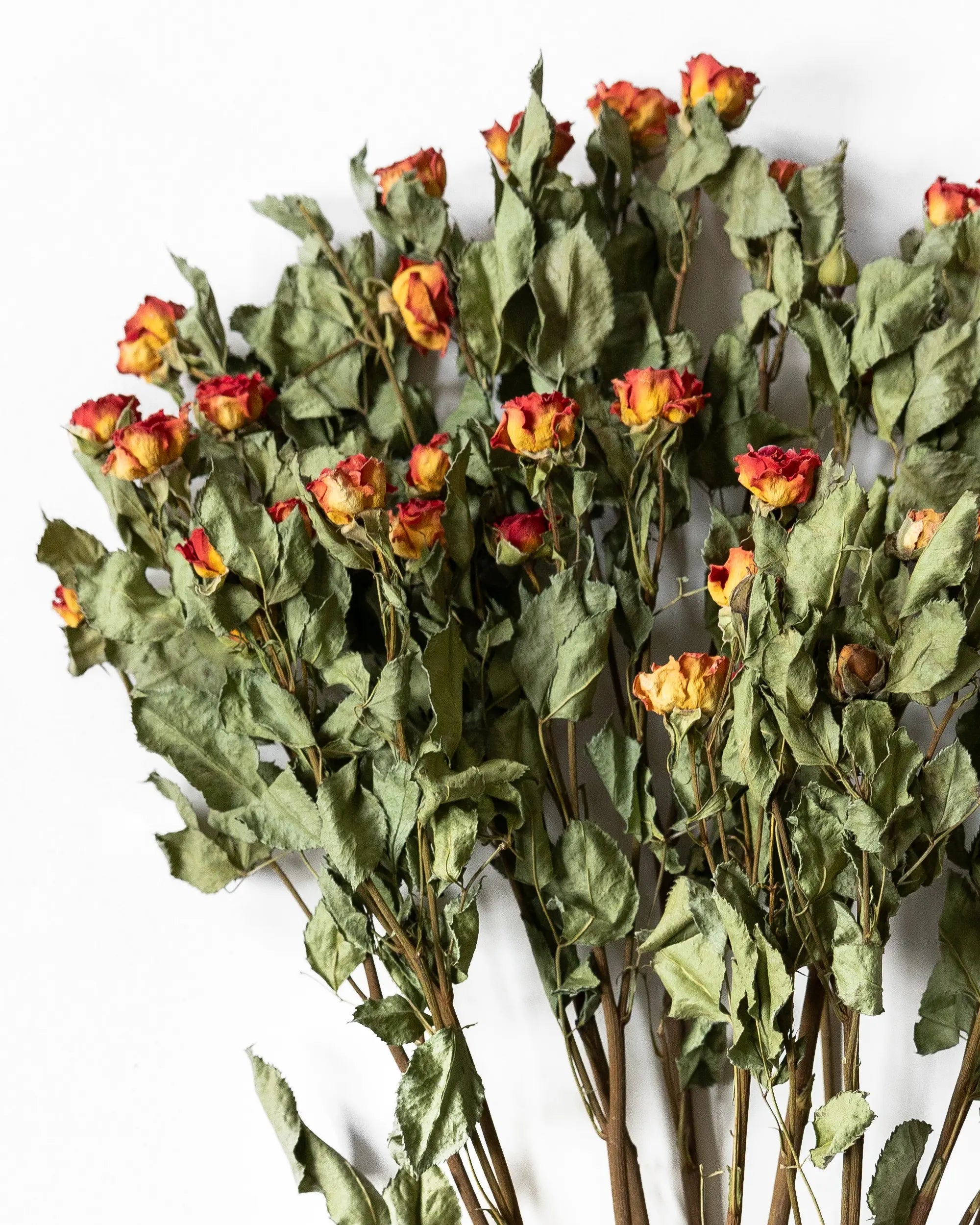 Torkade blommor - Kvistros Orange