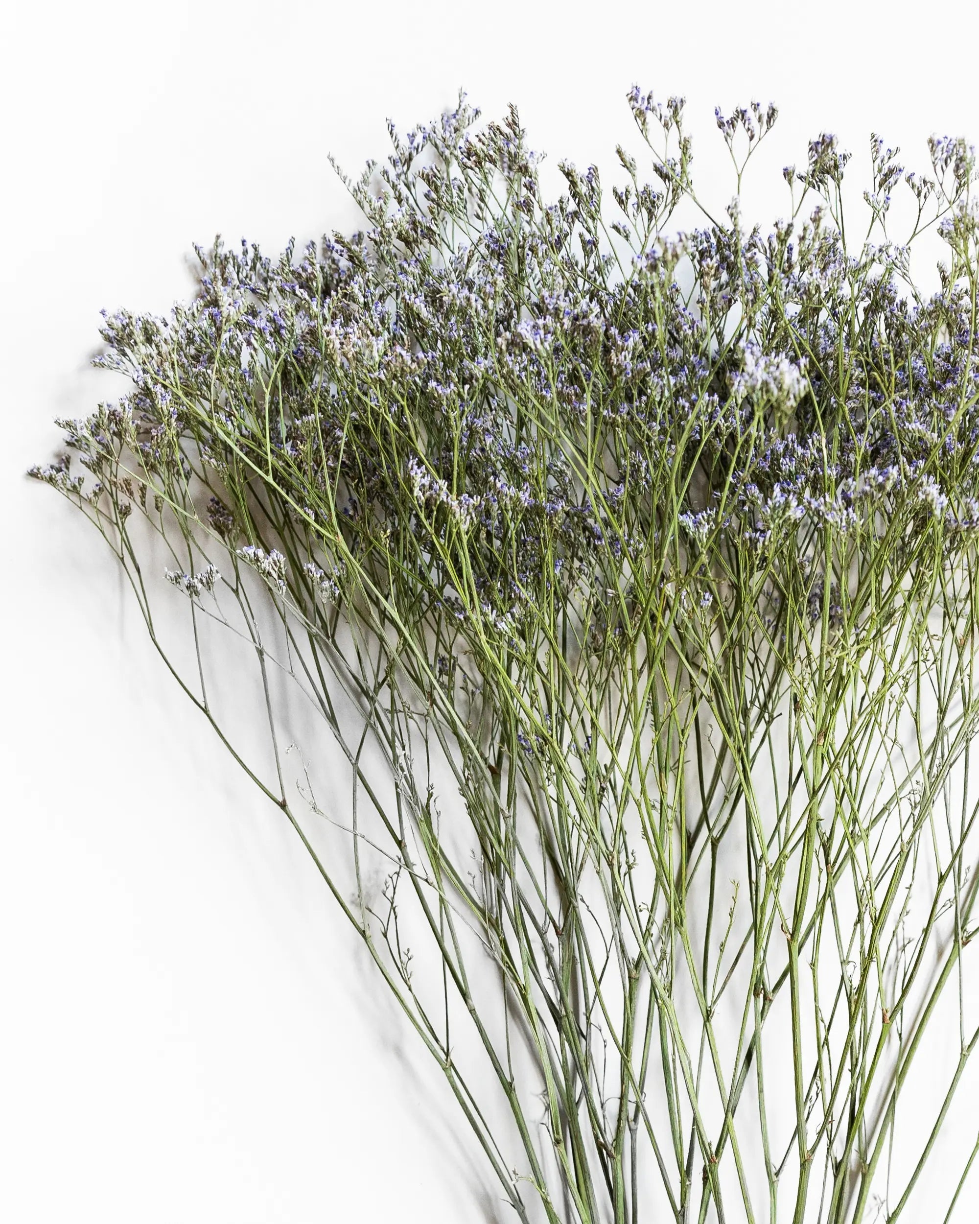 Torkade blommor - Limonium