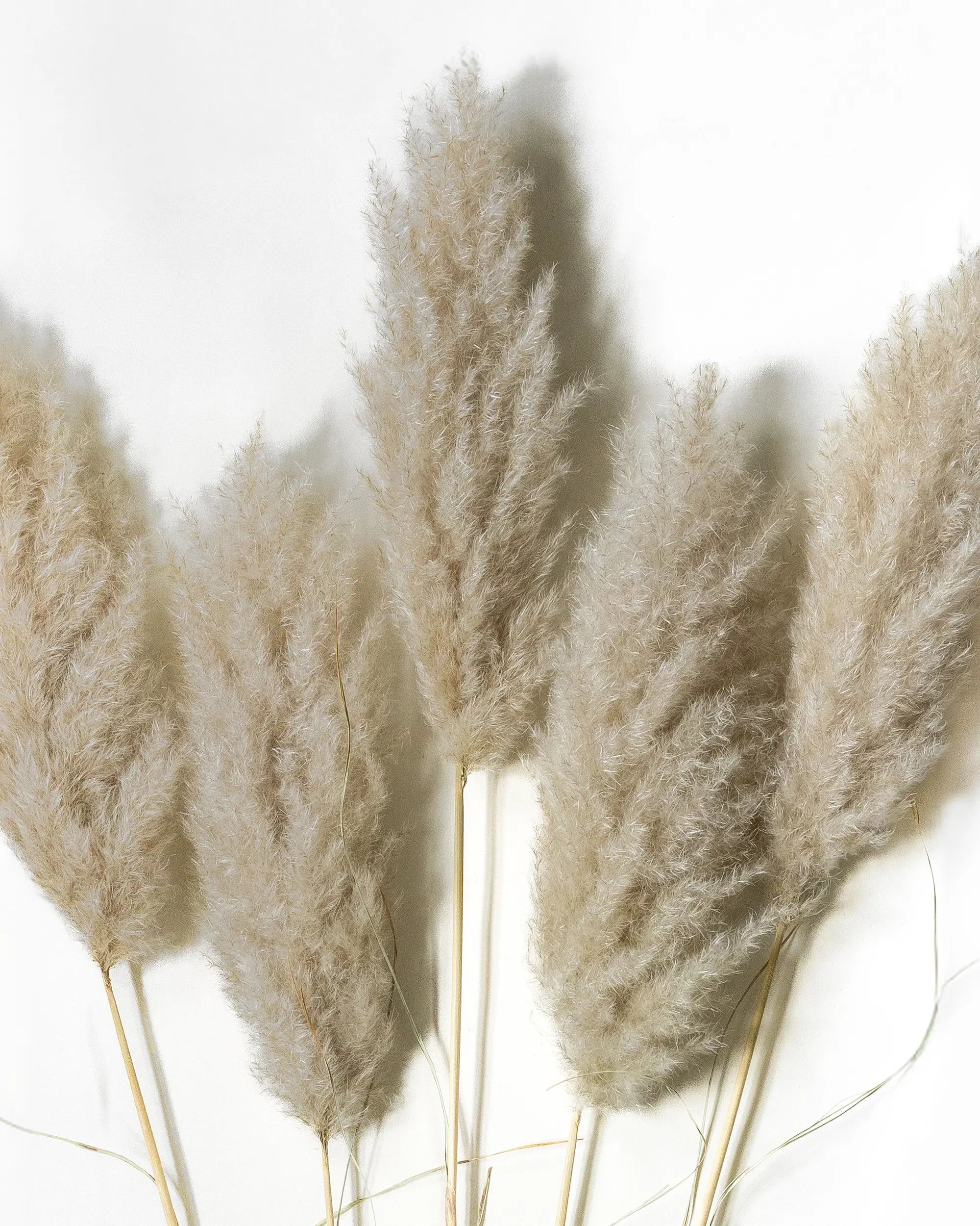 Pampas 115 cm