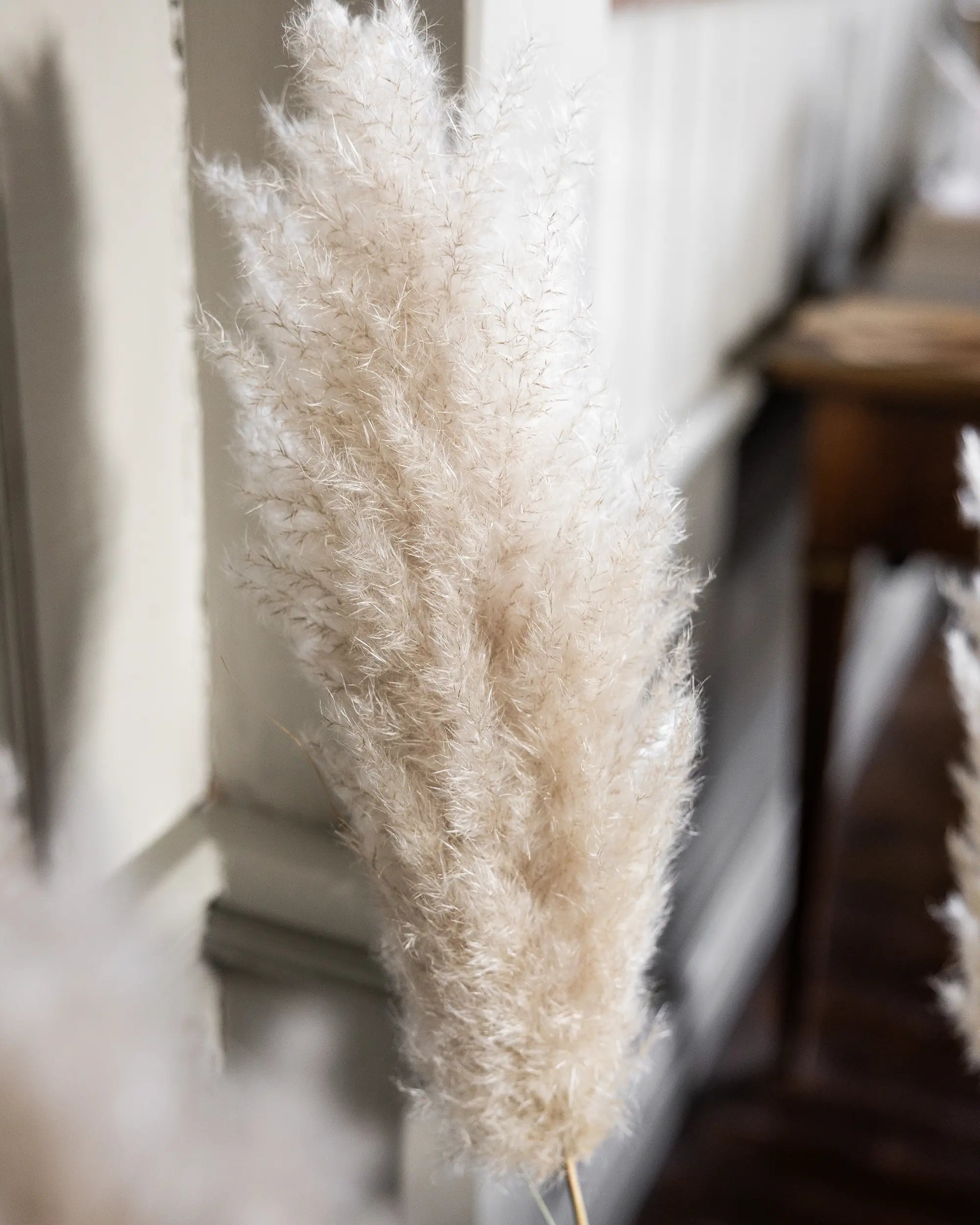 Pampas 115 cm