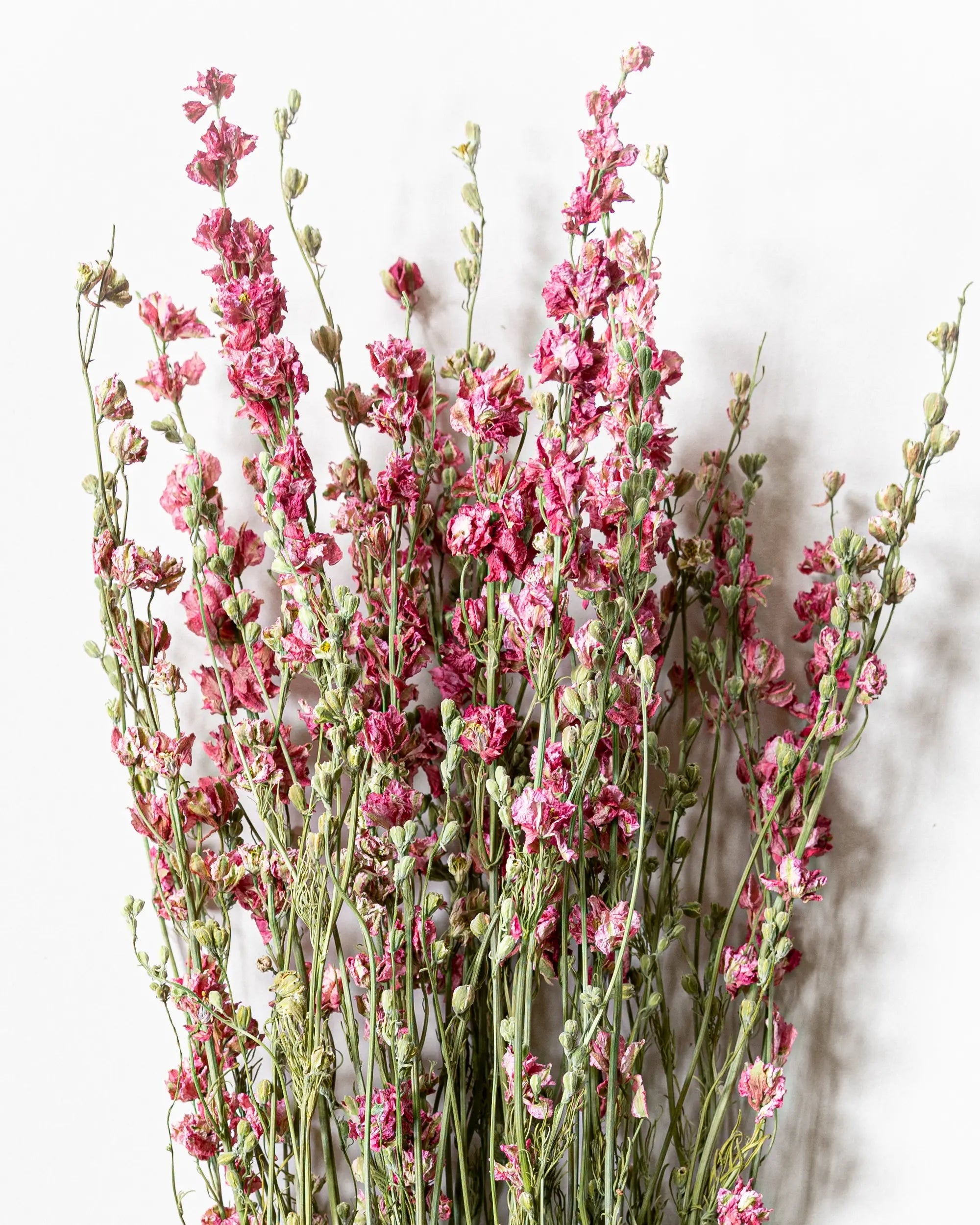 Torkade blommor - Riddarsporre Rosa