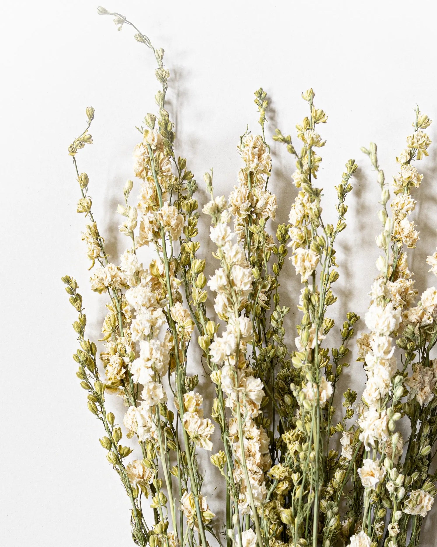 Torkade blommor - Riddarsporre Vit