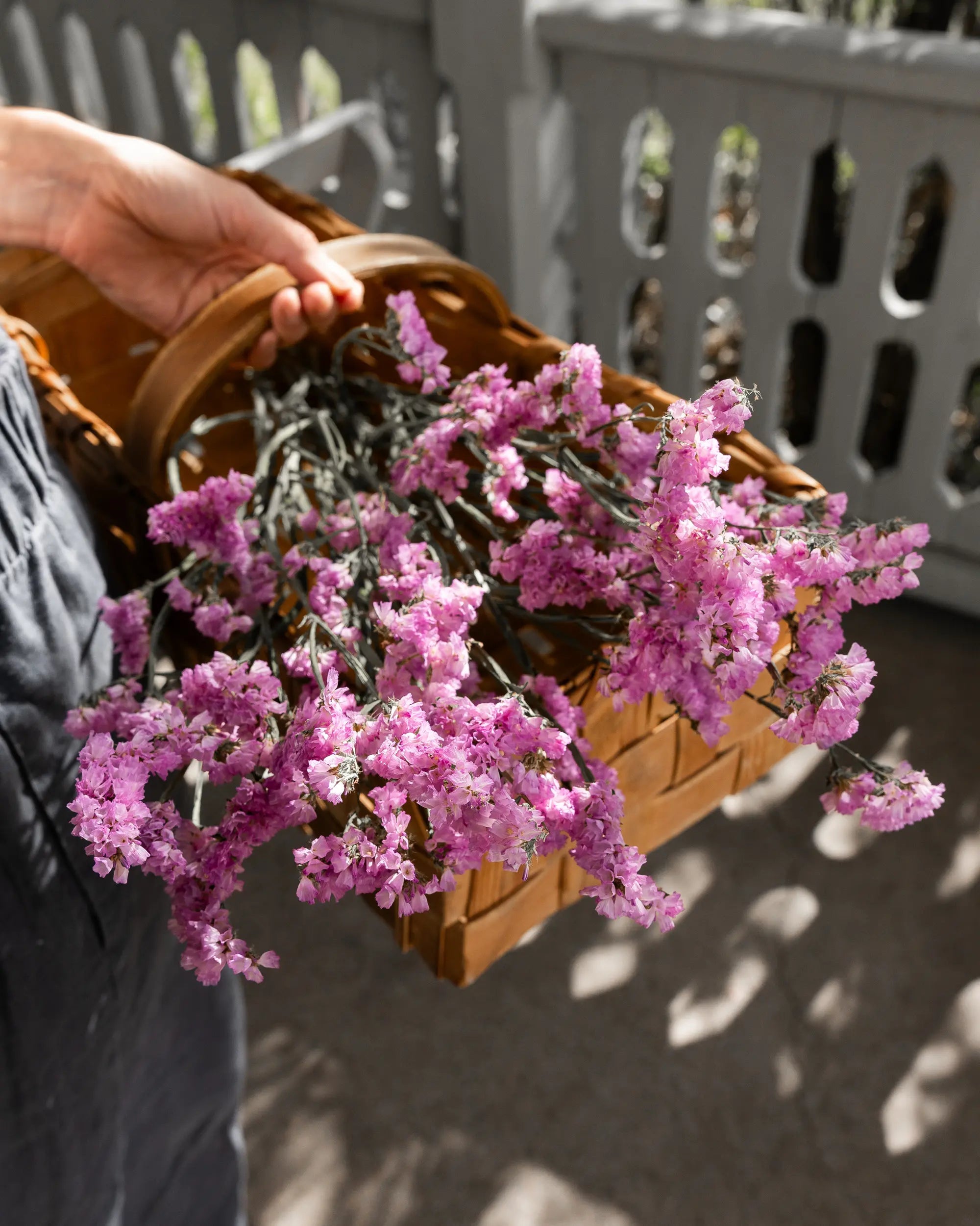 Torkade blommor - Risp Ljusrosa