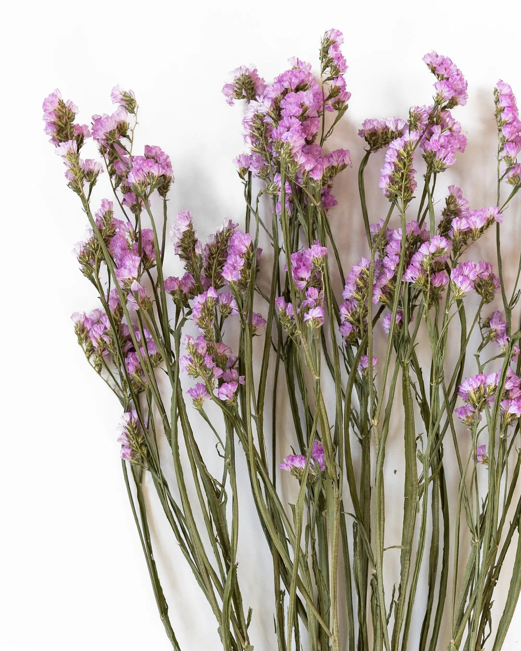 Torkade blommor - Risp Ljusrosa