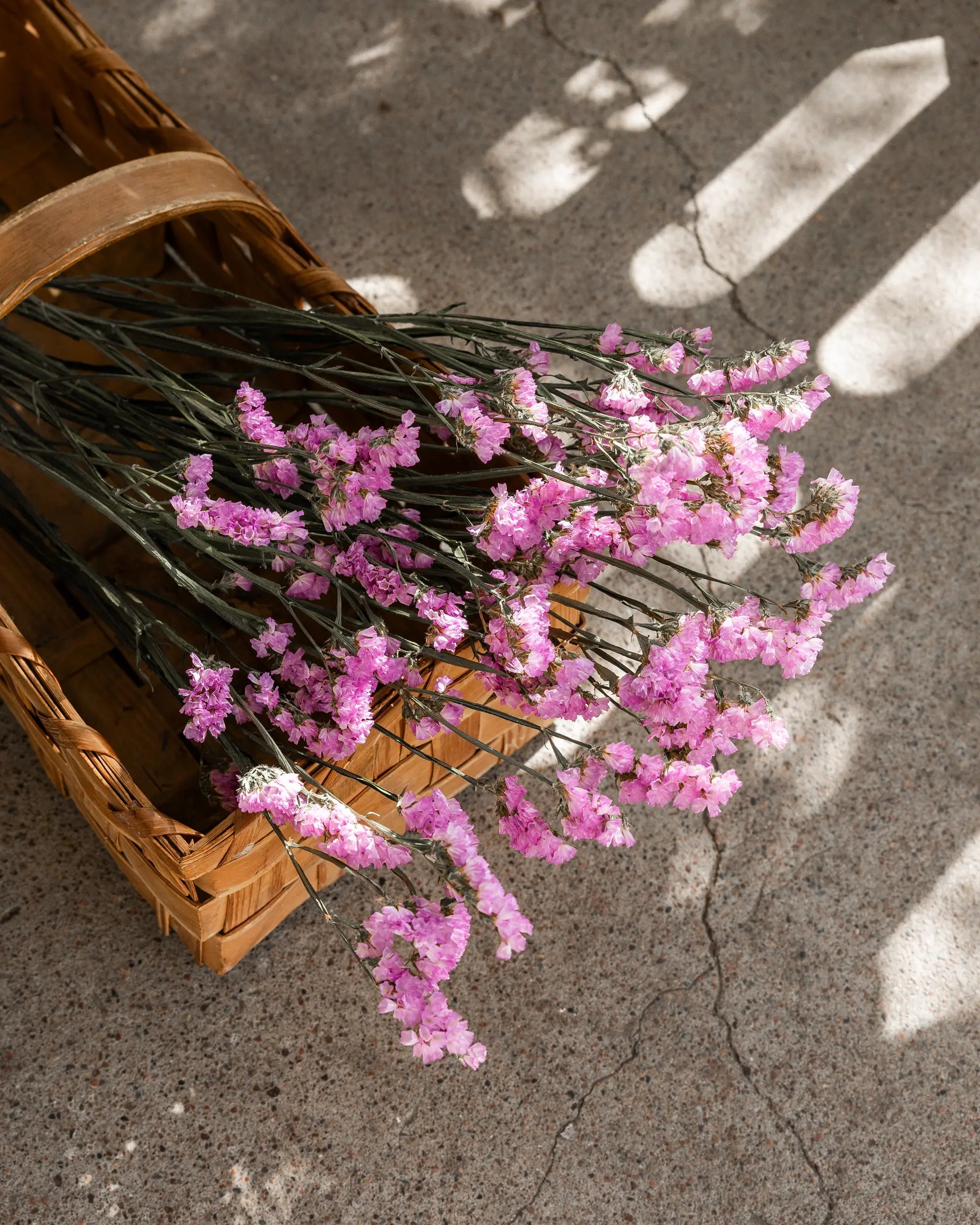 Torkade blommor - Risp Ljusrosa