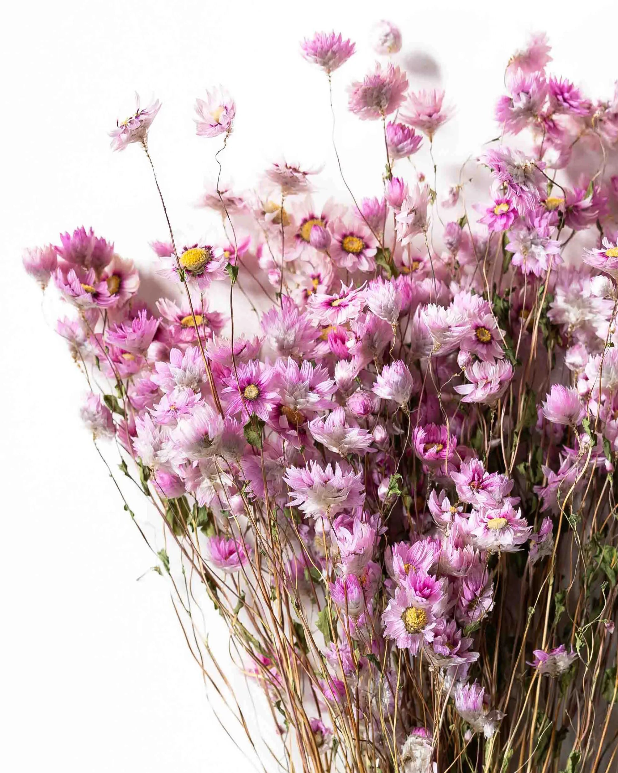 Torkade blommor - Roseternell Rosa