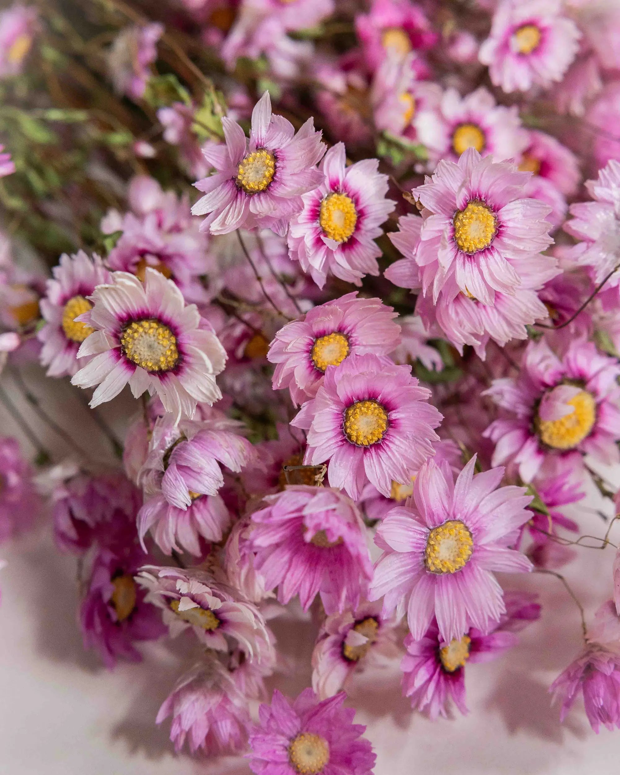 Torkade blommor - Roseternell Rosa