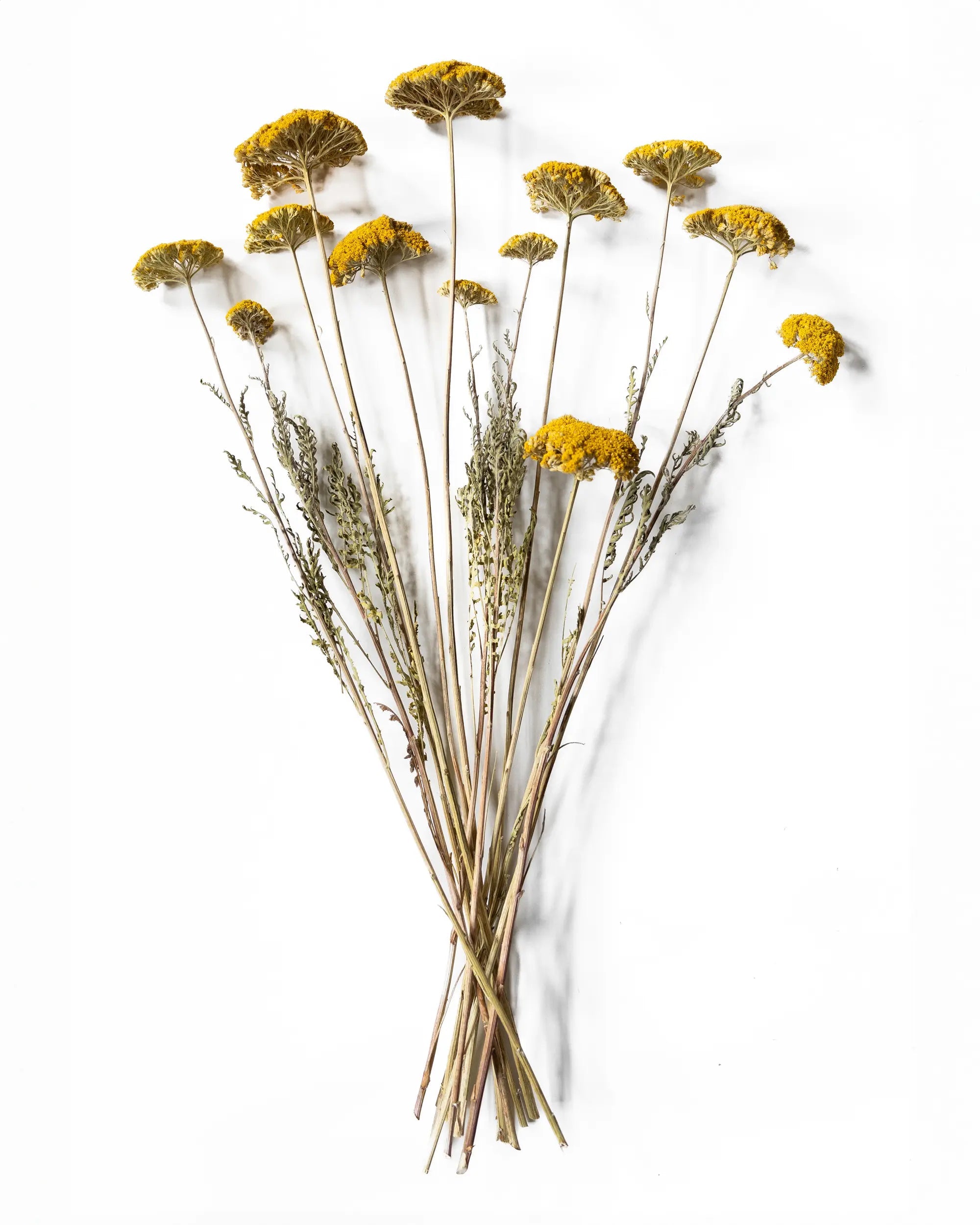 Torkade blommor - Torkad Achillea