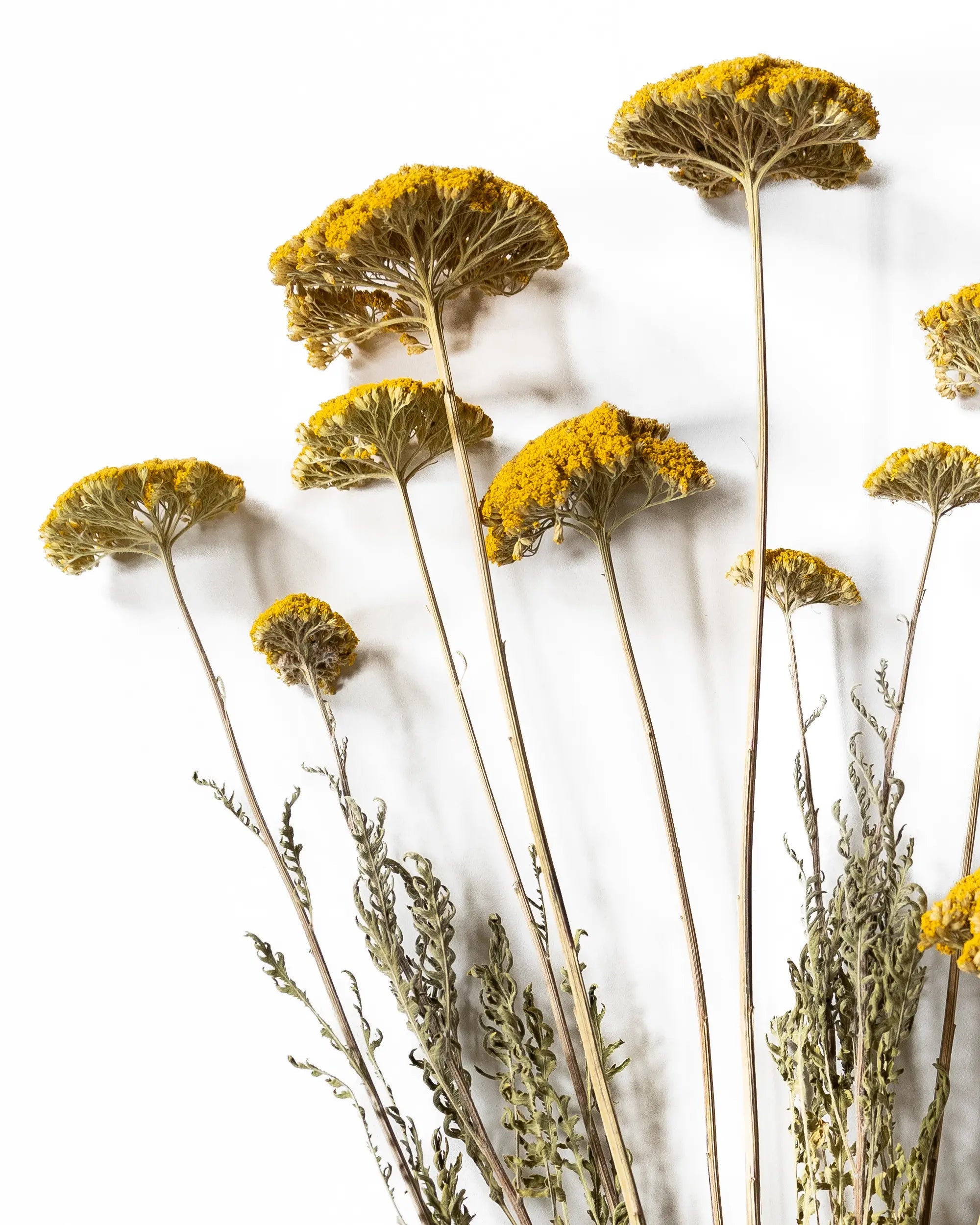 Torkade blommor - Torkad Achillea