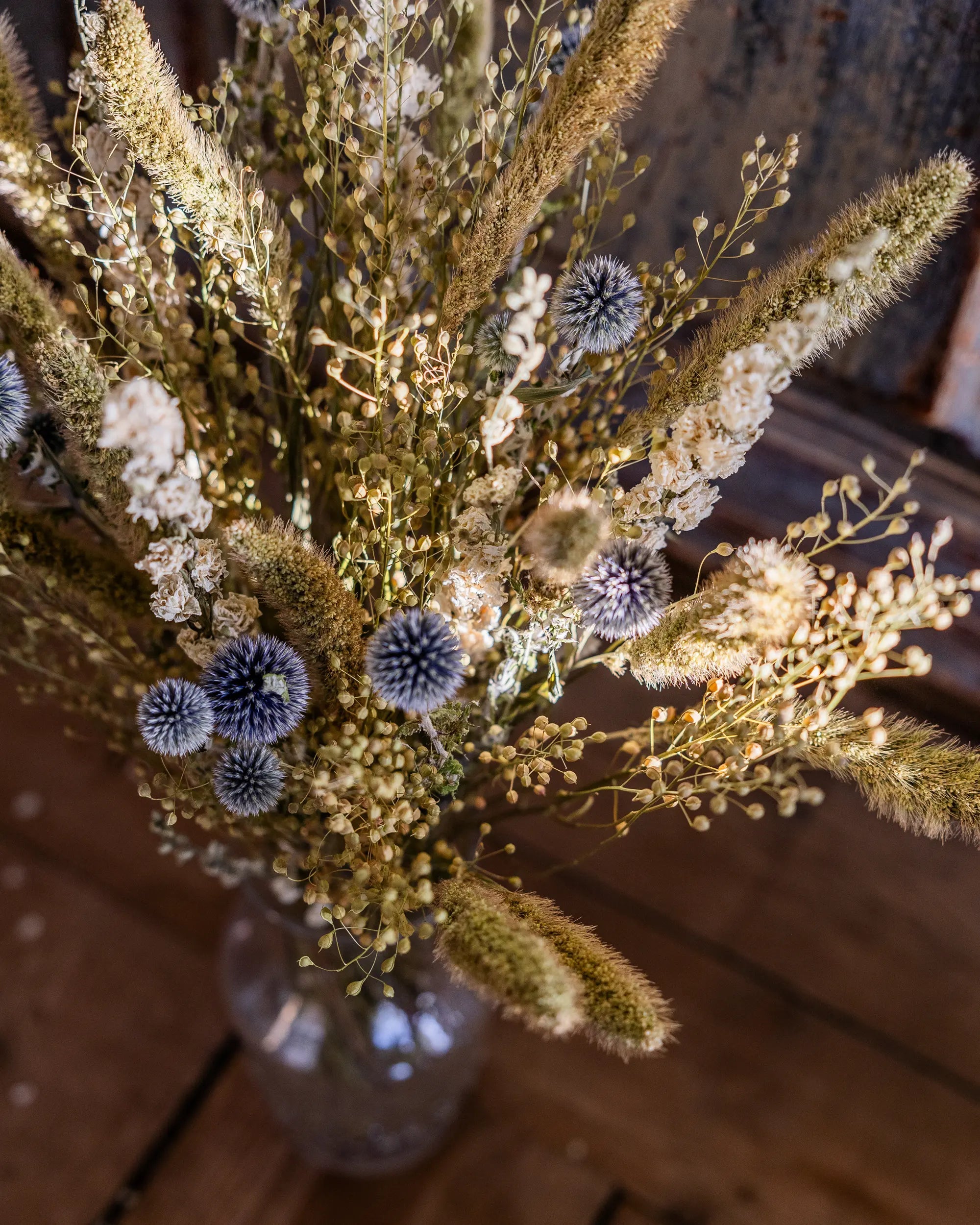 Torkade blommor - Torkad Bolltistel