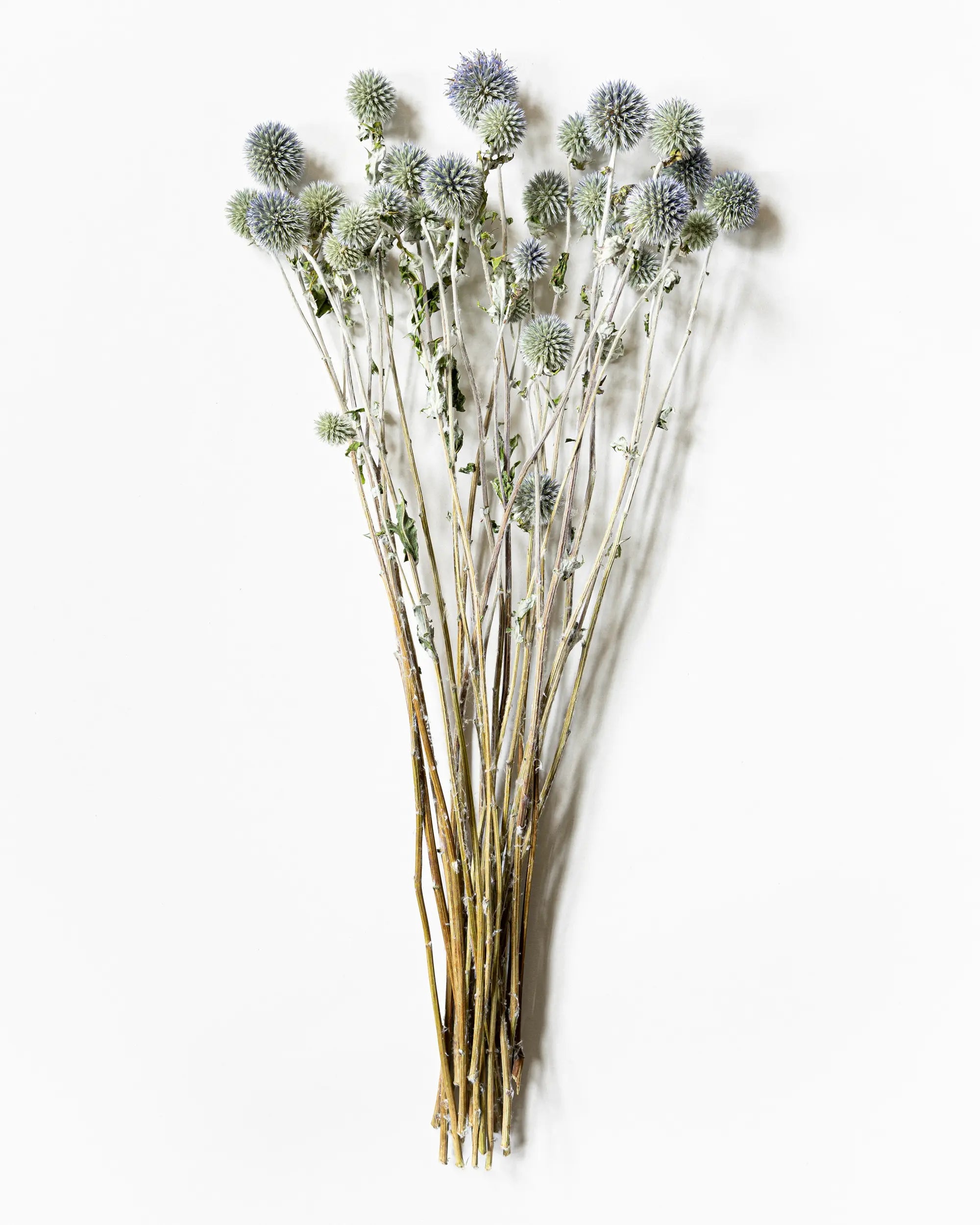 Torkade blommor - Torkad Bolltistel