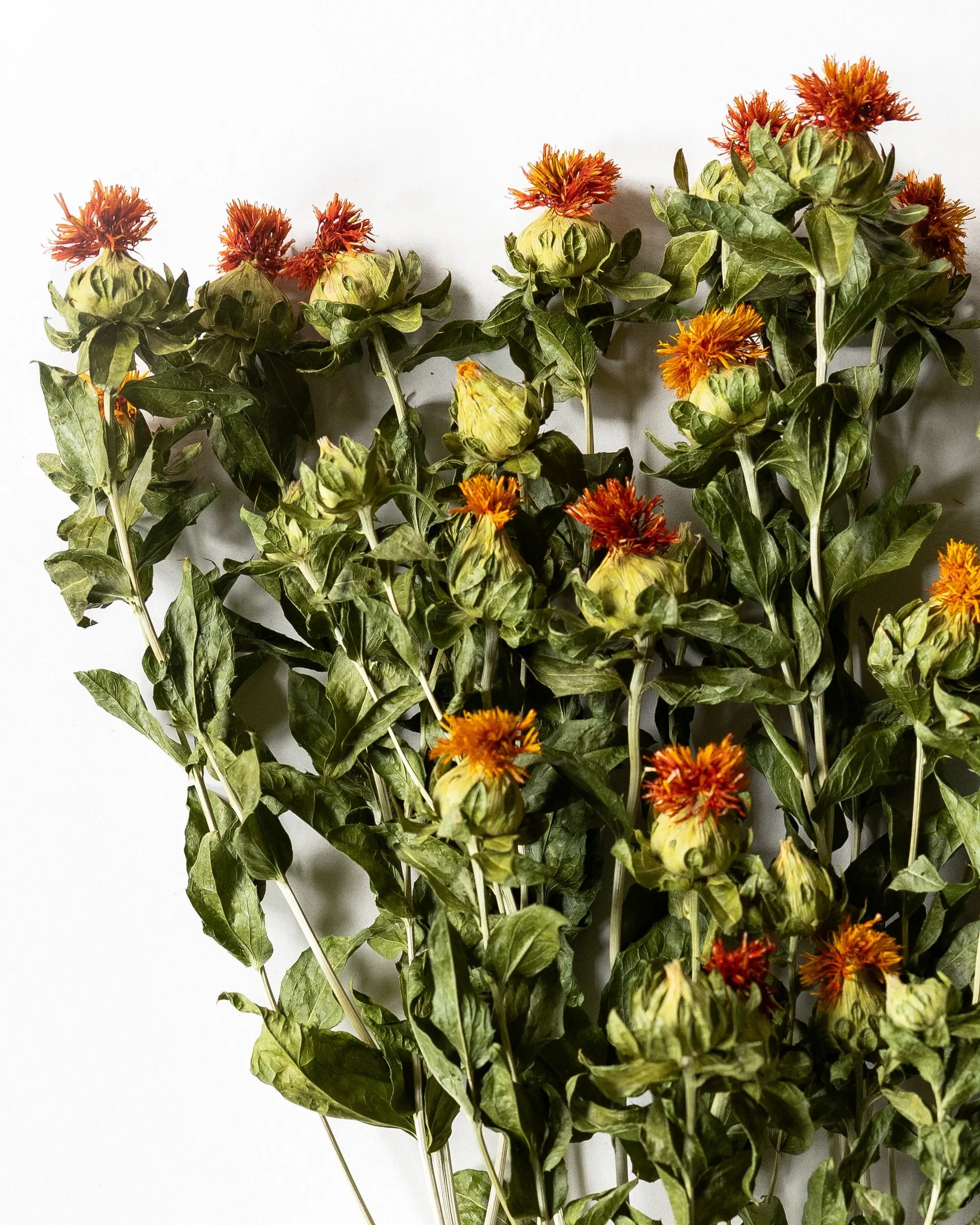Torkade blommor - Torkad Färgtistel