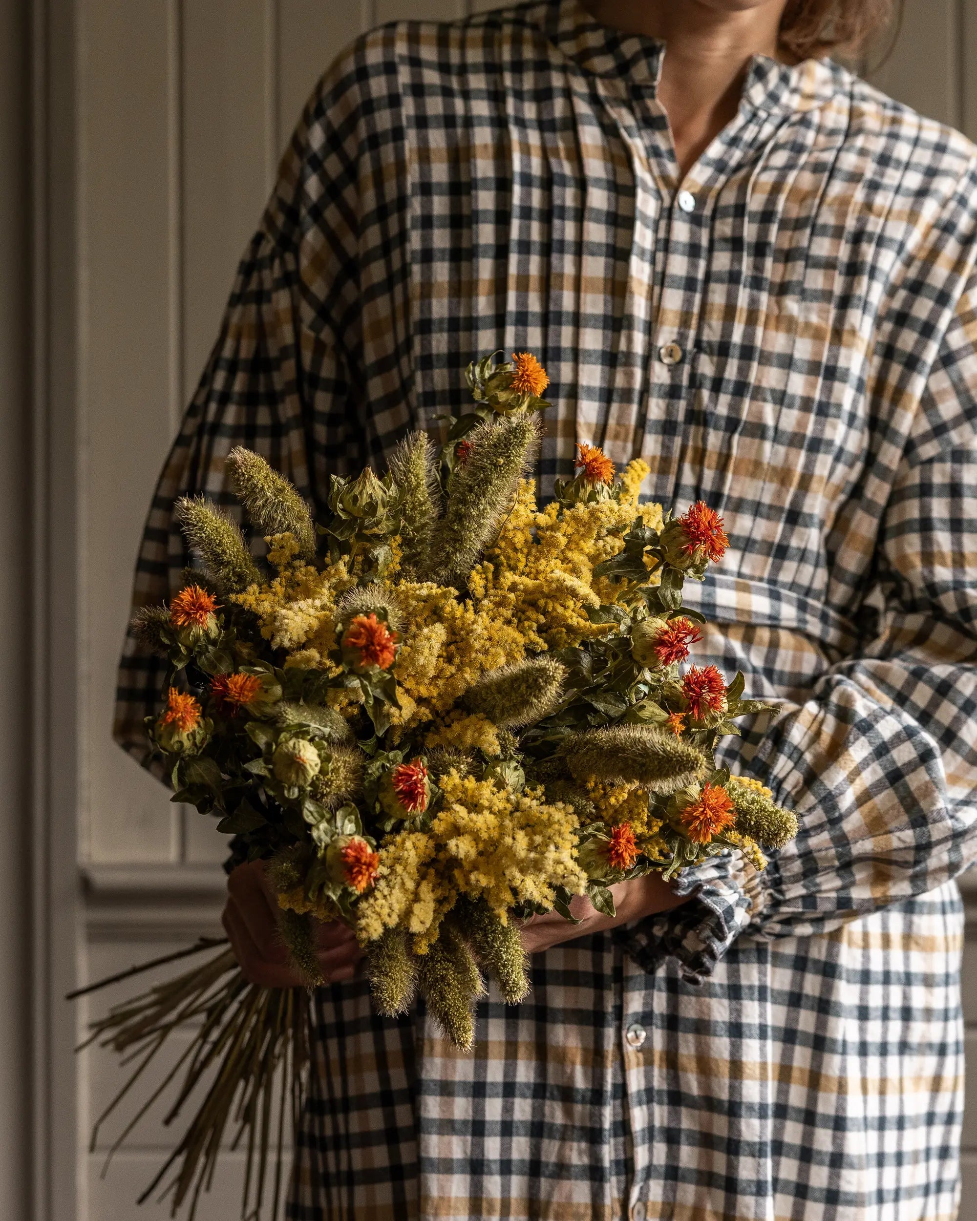 Torkade blommor - Torkad Färgtistel