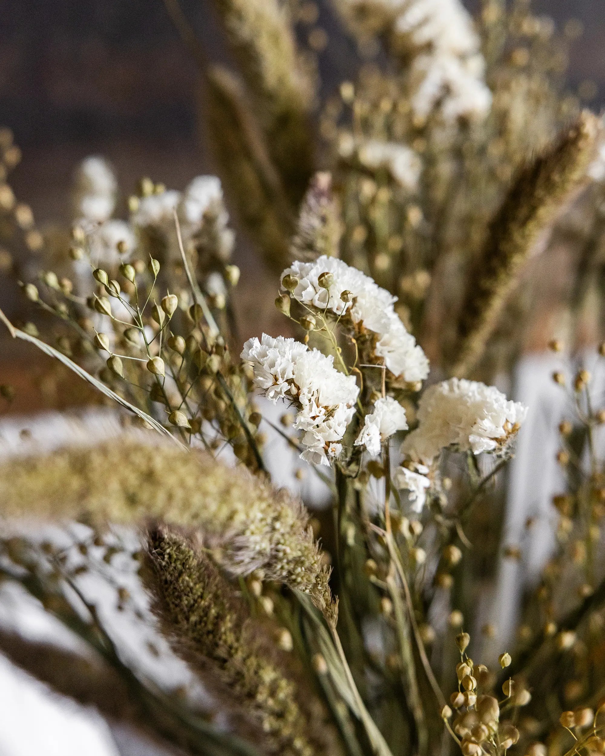 Torkade blommor - Torkad Kolvhirs