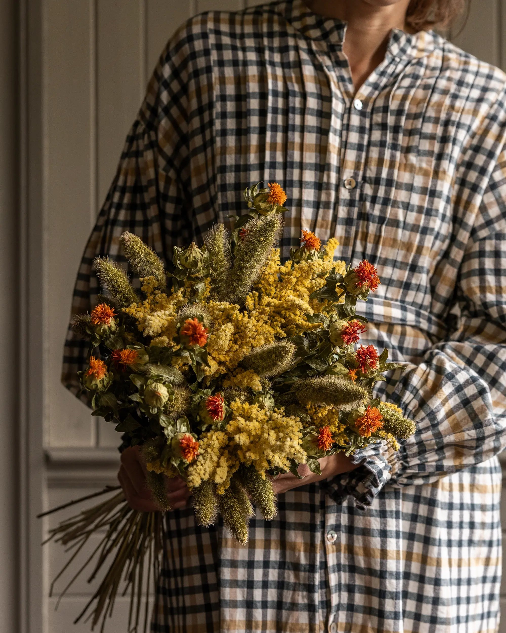 Torkade blommor - Torkad Kolvhirs