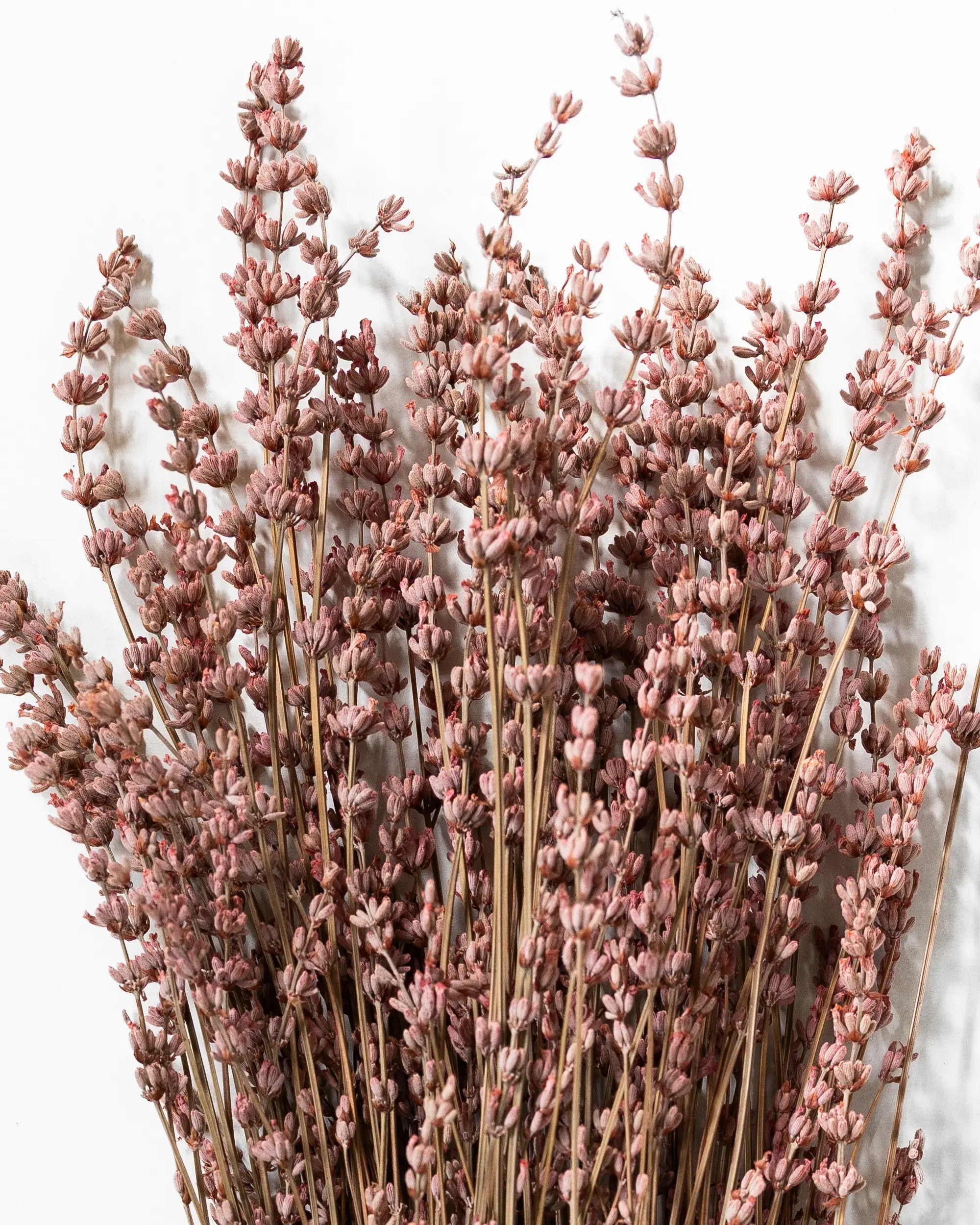 Konserverad Lavendel Rosa