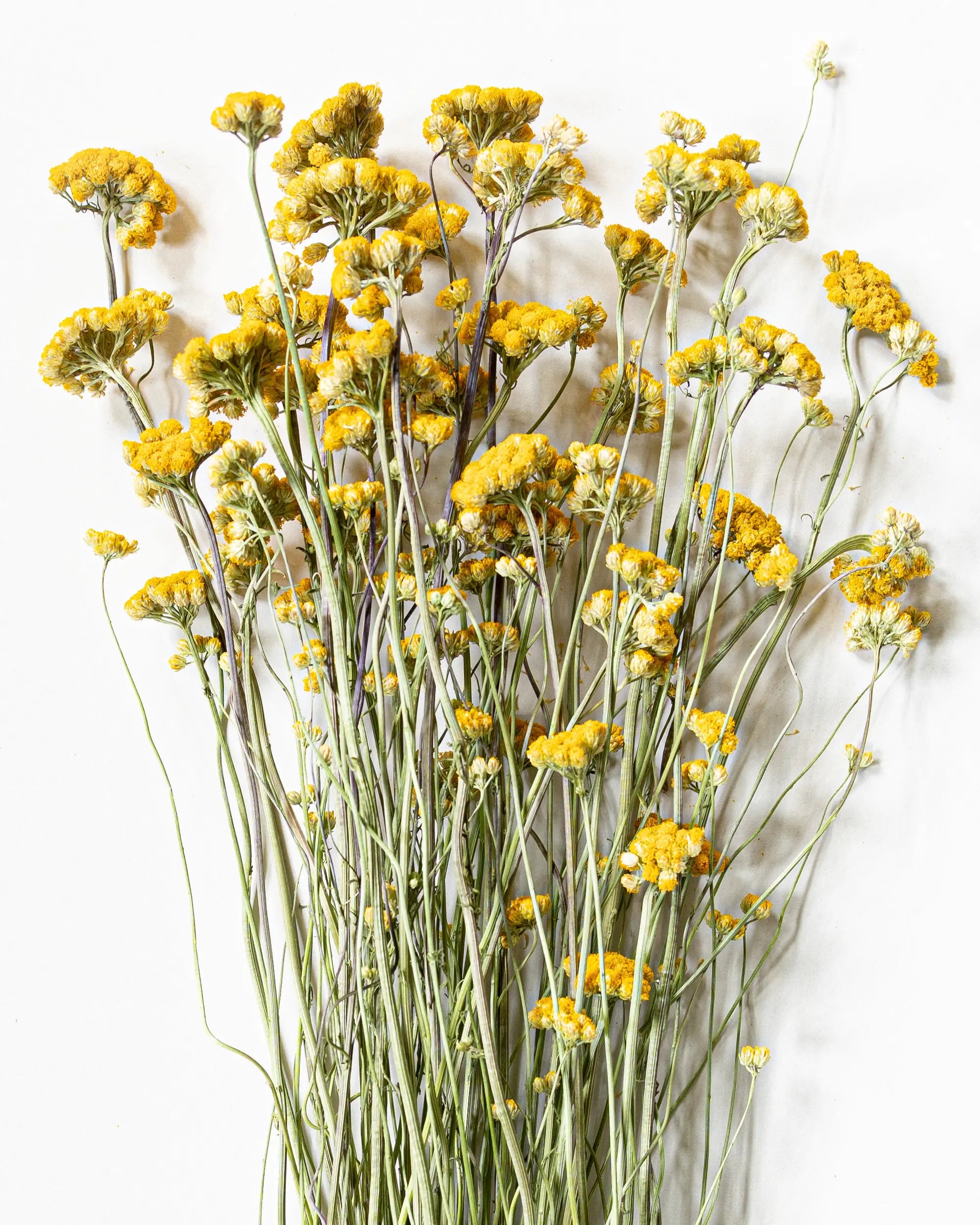 Torkade blommor - Torkad Lona