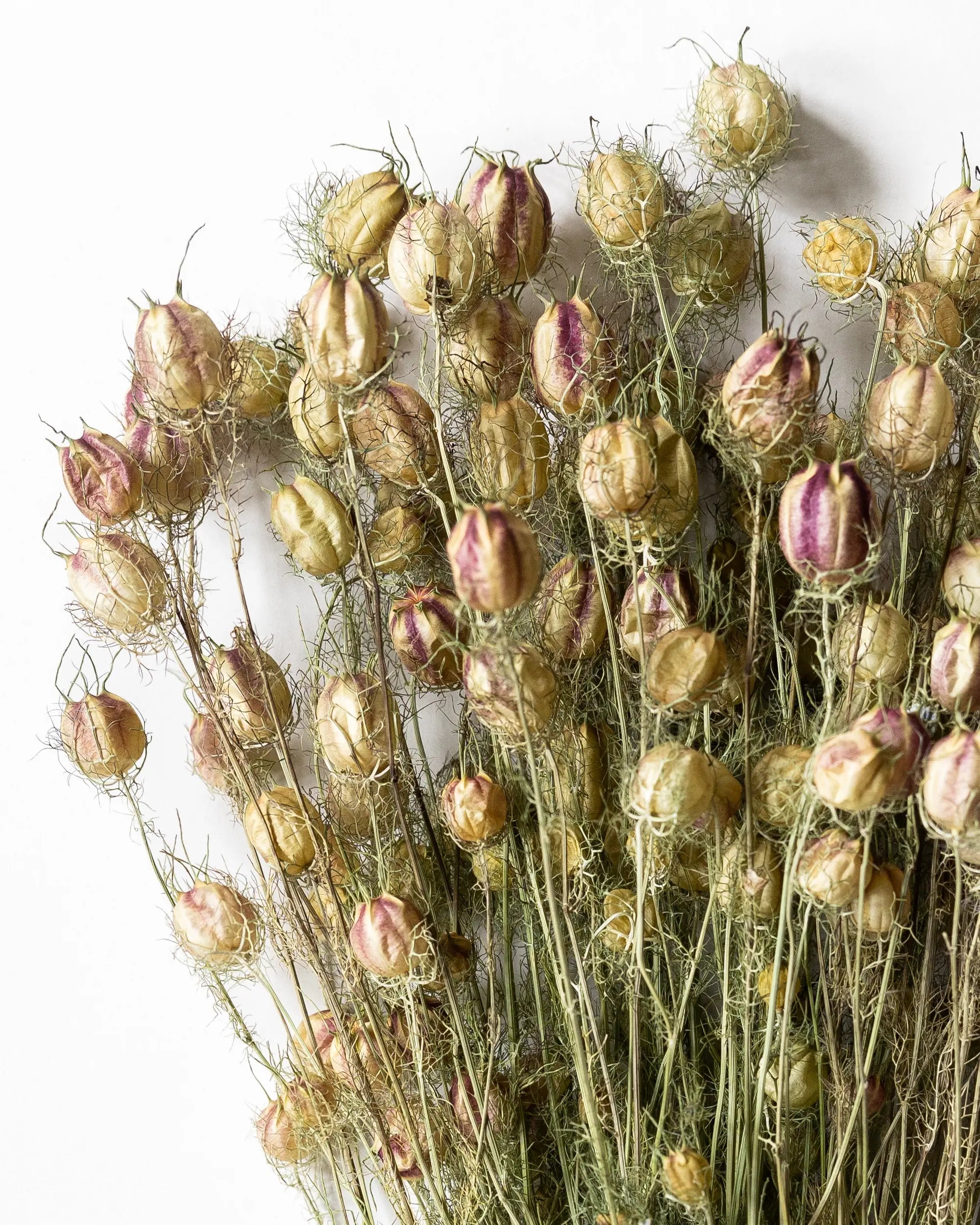 Torkade blommor - Torkad Nigella Frökapsel