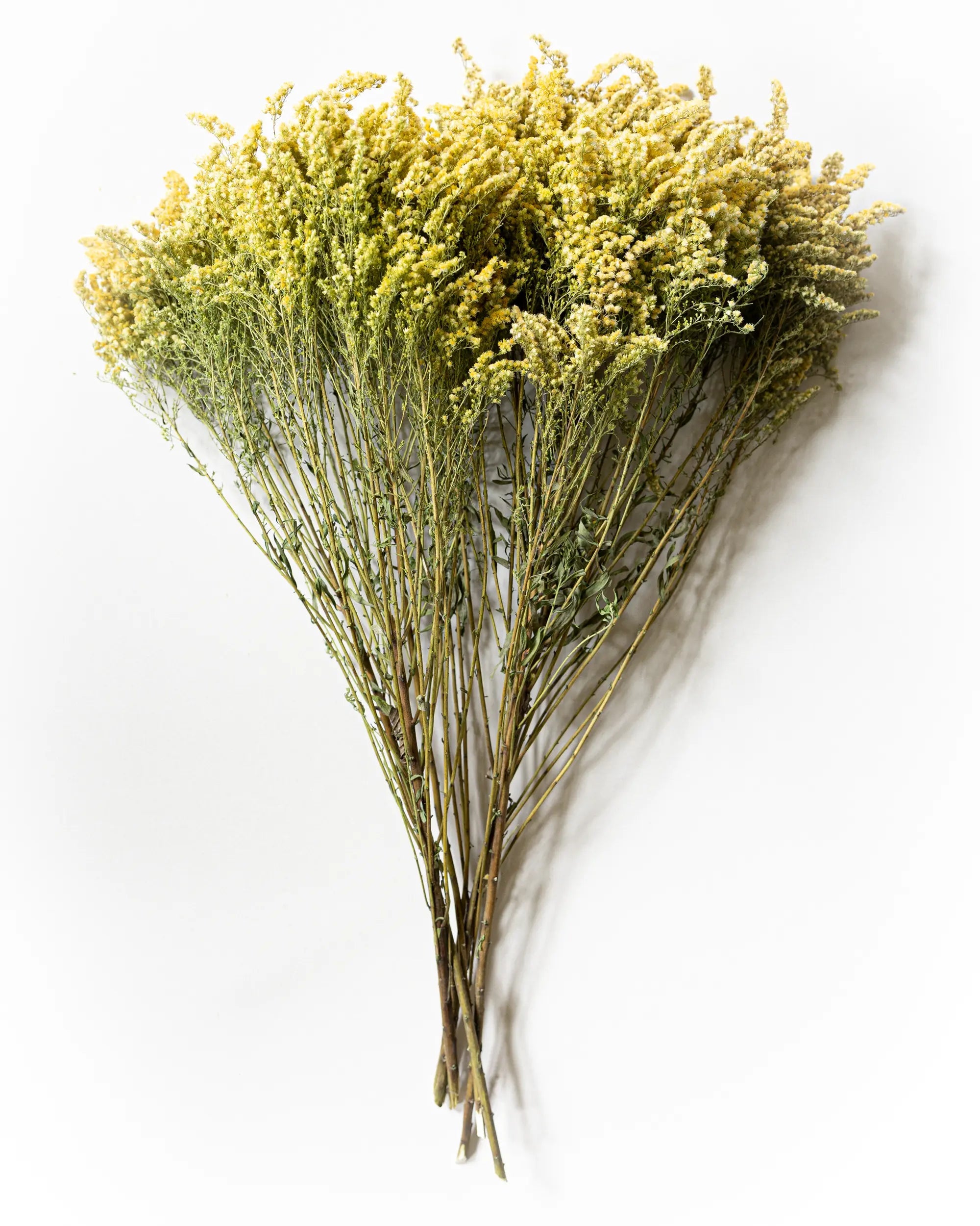 Torkade blommor - Torkad Solidago