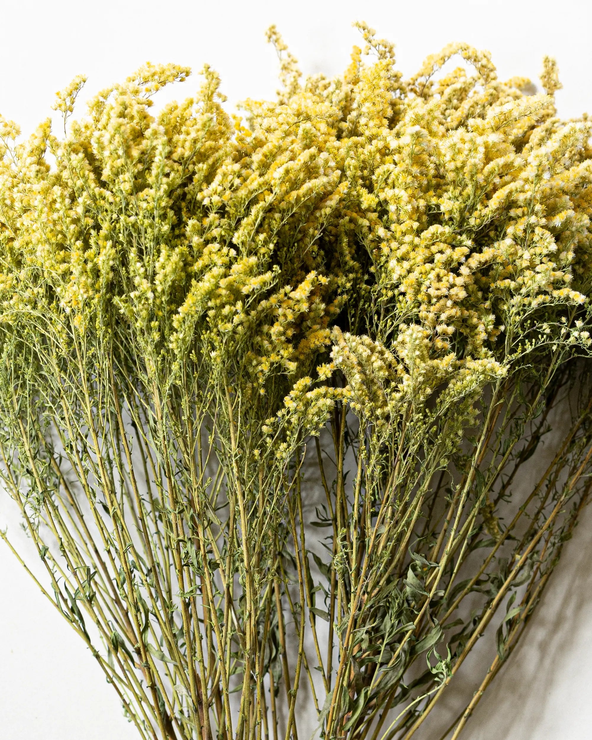 Torkade blommor - Torkad Solidago