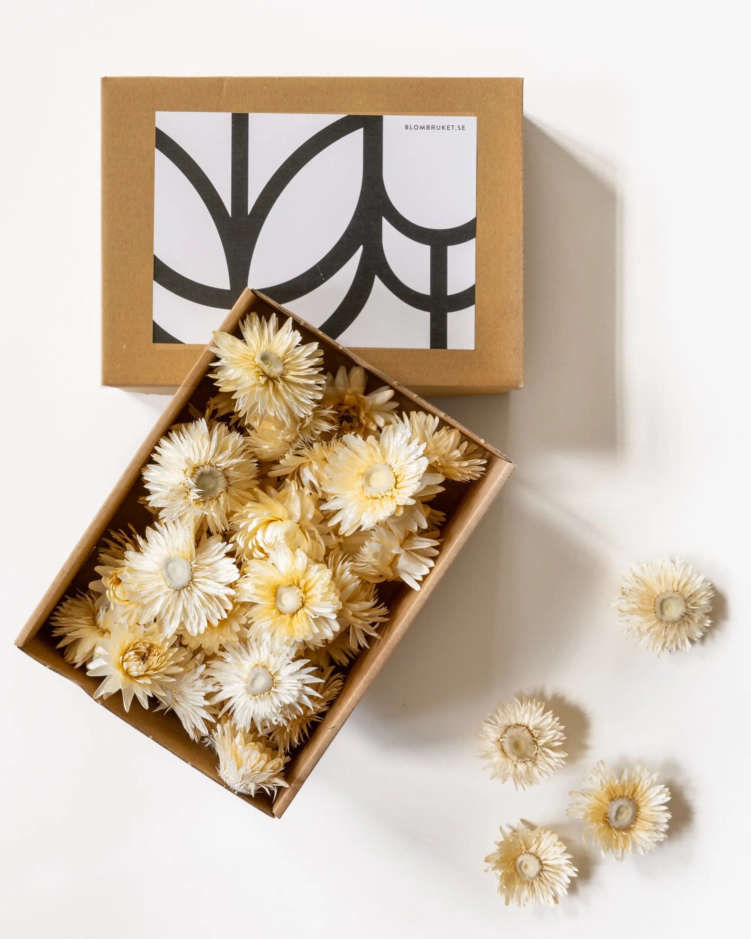 Torkade blommor - Torkade Eterneller Vit