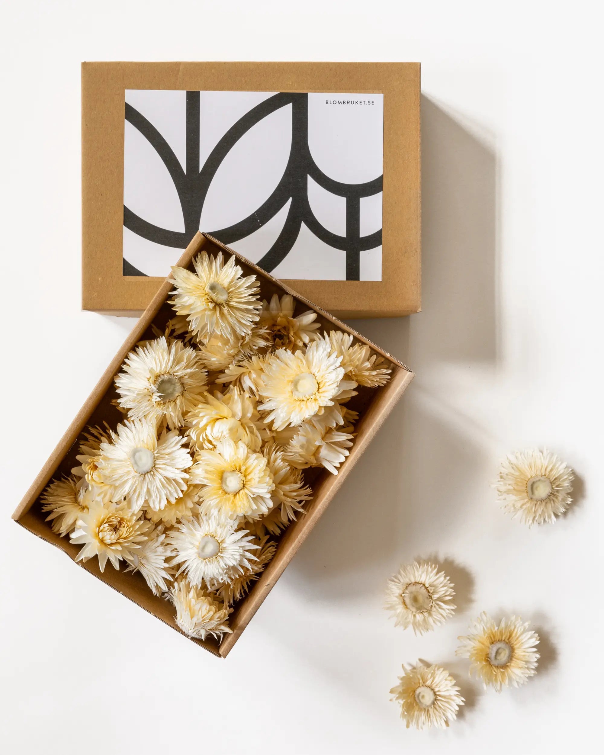 Torkade blommor - Torkade Eterneller Vit