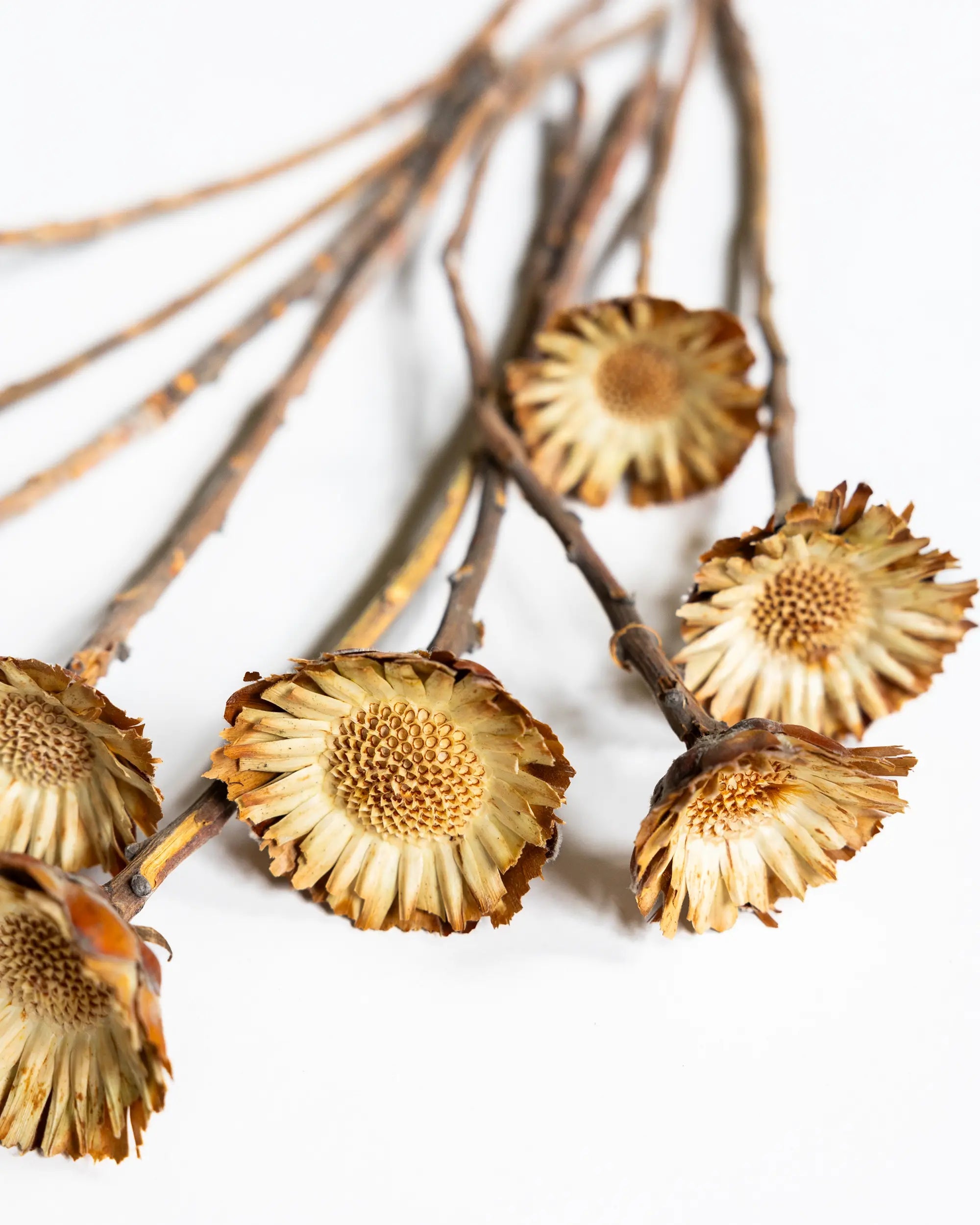 Torkade blommor - Torkade Träblommor