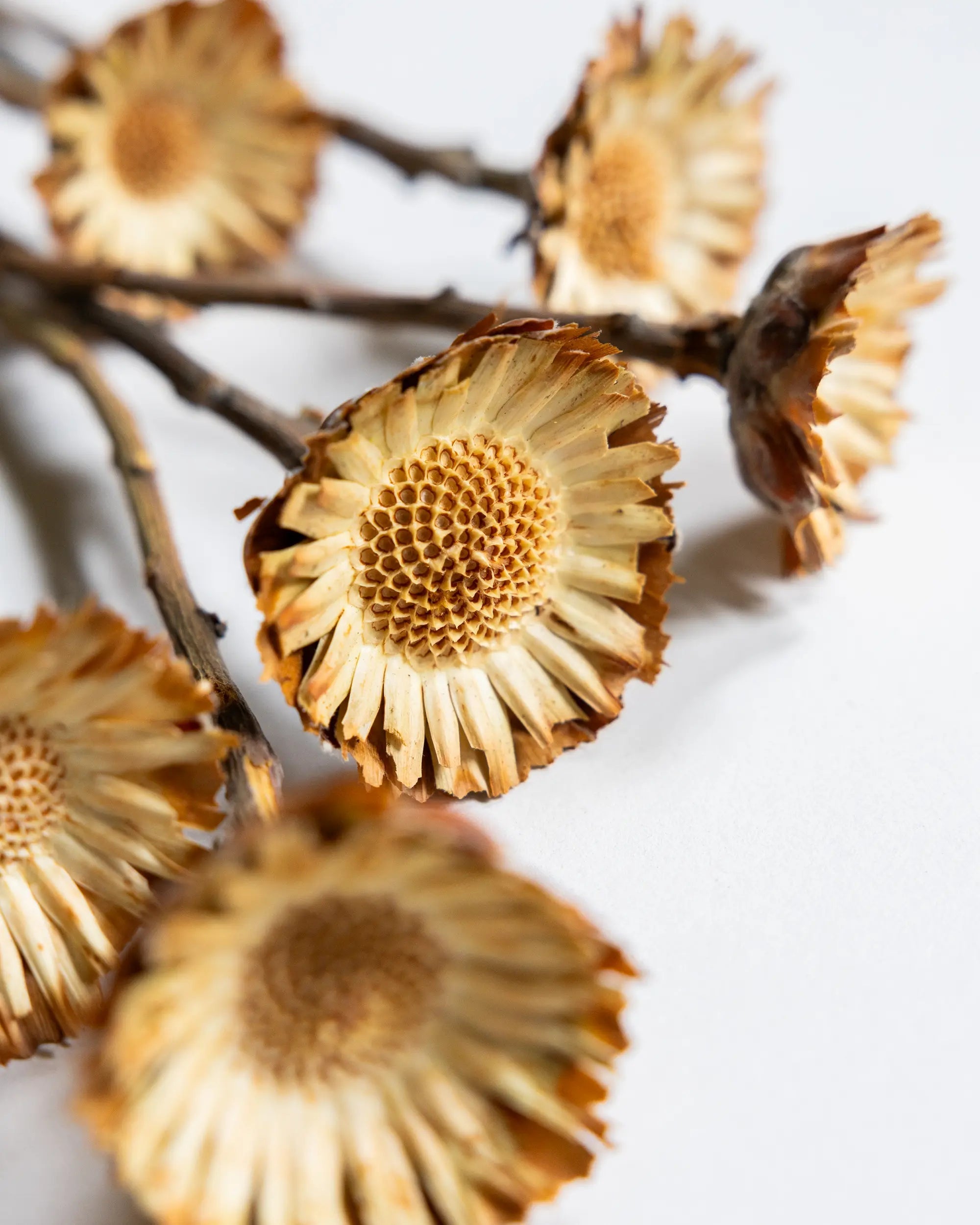 Torkade blommor - Torkade Träblommor