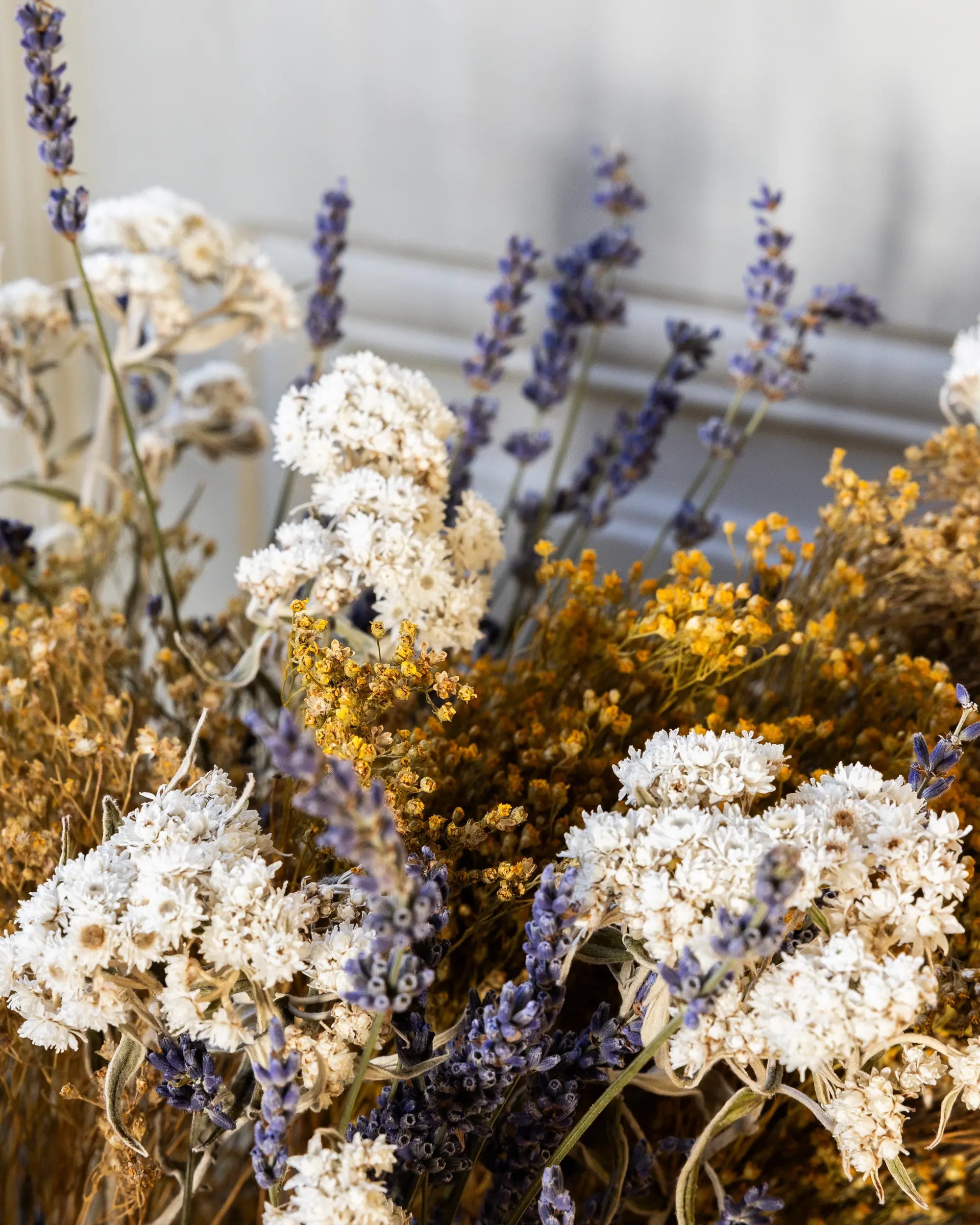 Torkade blommor - Torkat Kvastgräs
