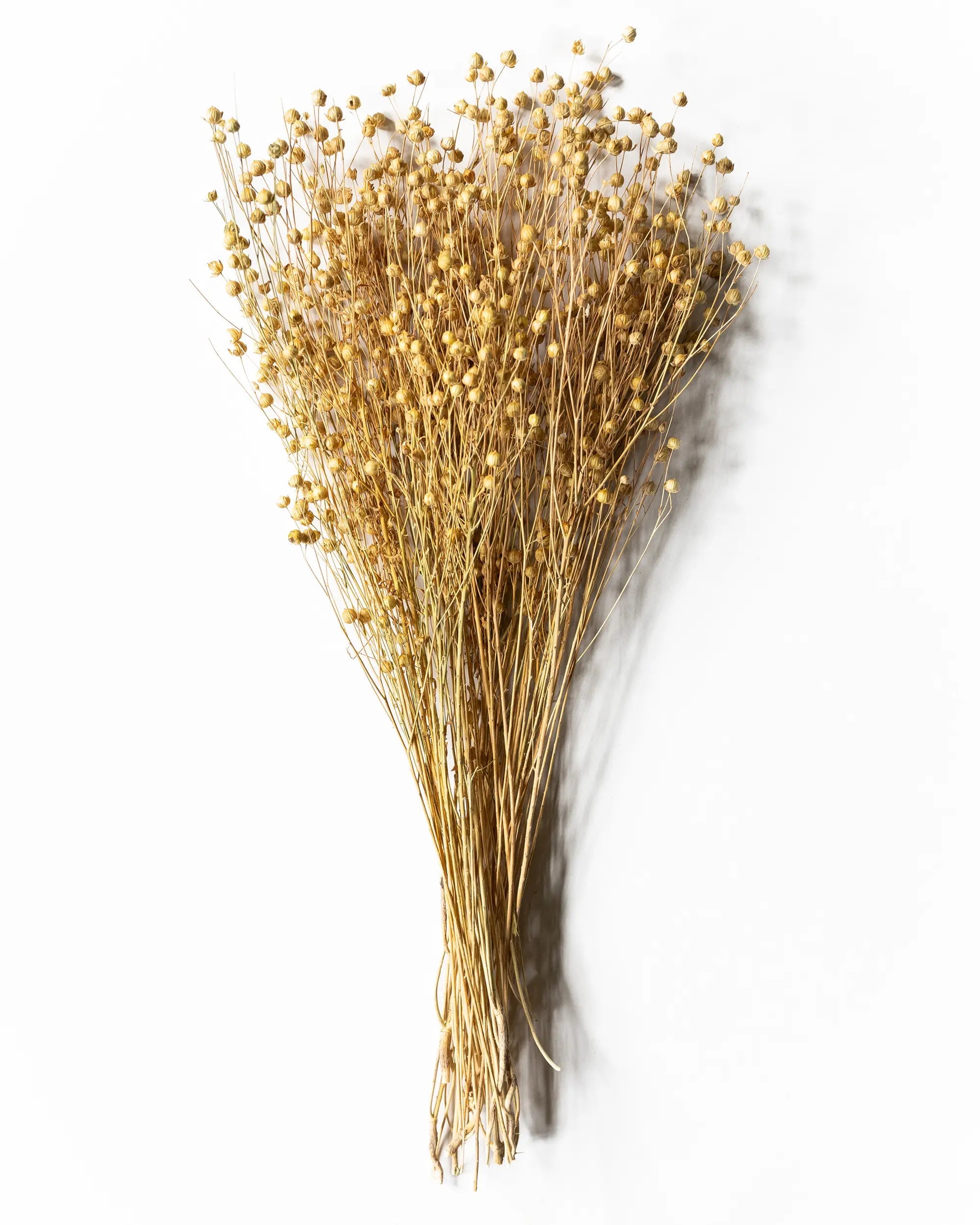 Torkade blommor - Torkat Lin