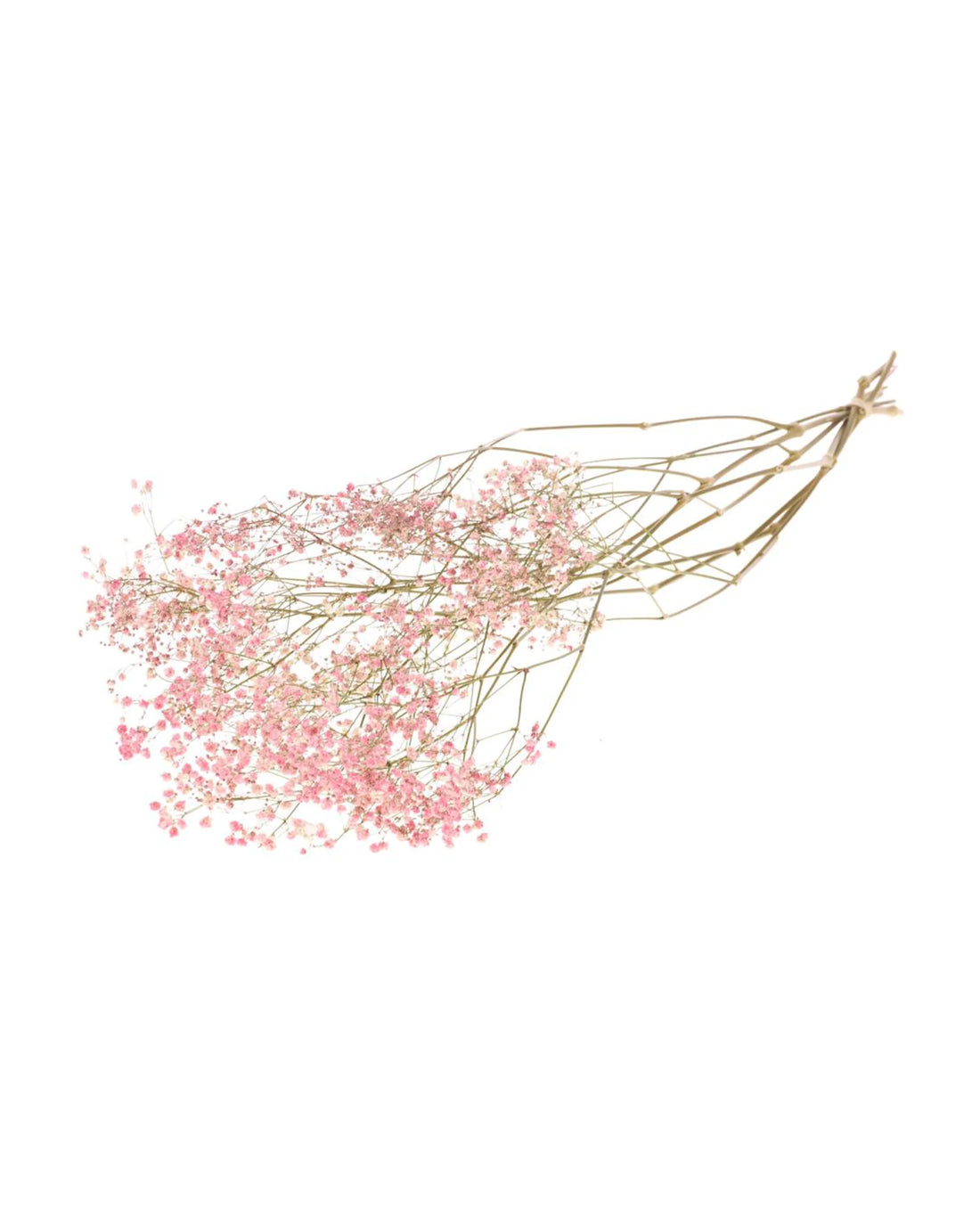 Torkad Brudslöja Rosa