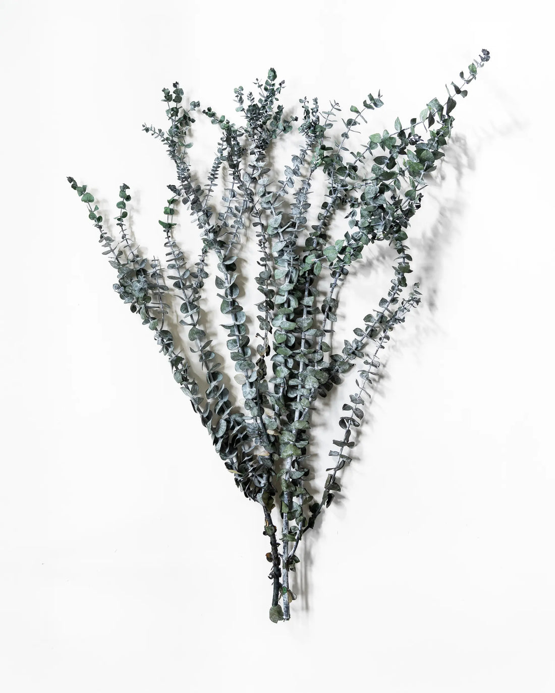 Eukalyptus Små blad