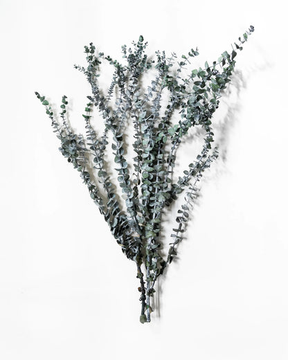 Eukalyptus Små blad