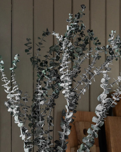 Eukalyptus Små blad
