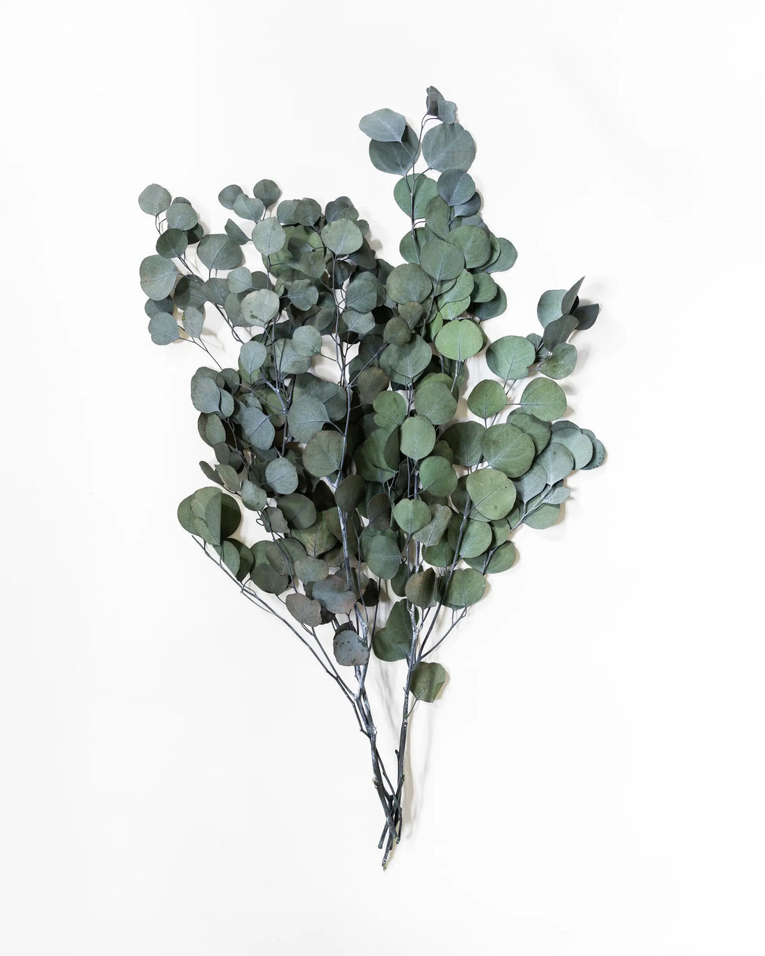 Eukalyptus Stora blad