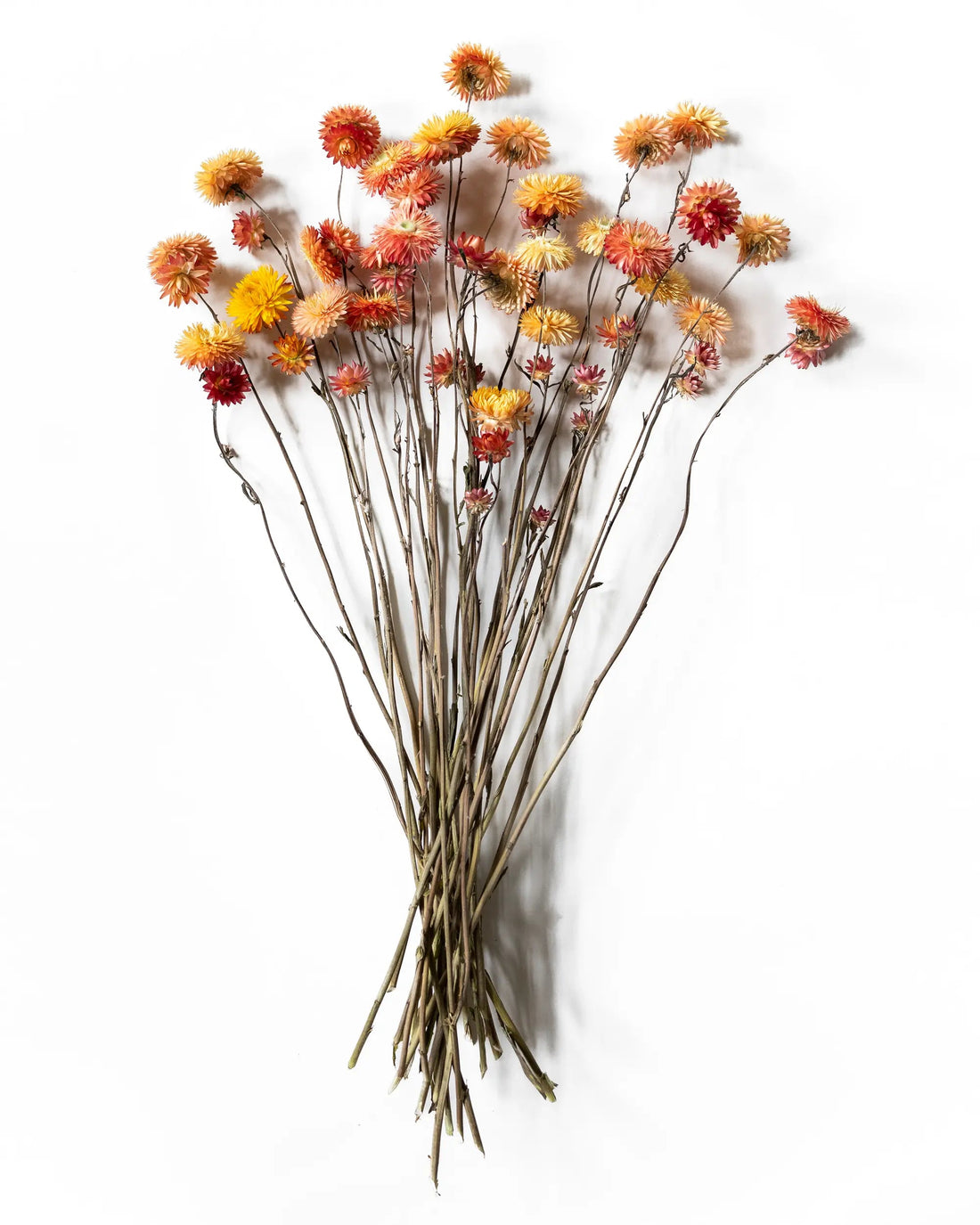 Torkade blommor - Helichrysum Aprikos